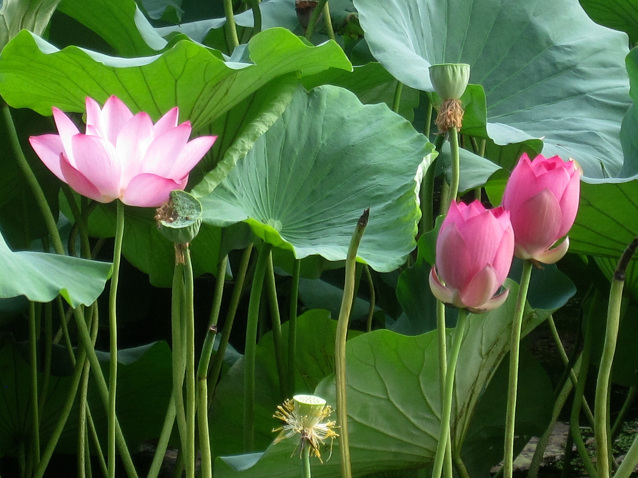 Canon PowerShot SD880 IS (Digital IXUS 870 IS / IXY Digital 920 IS) sample photo. Lotus pool 荷塘 photography