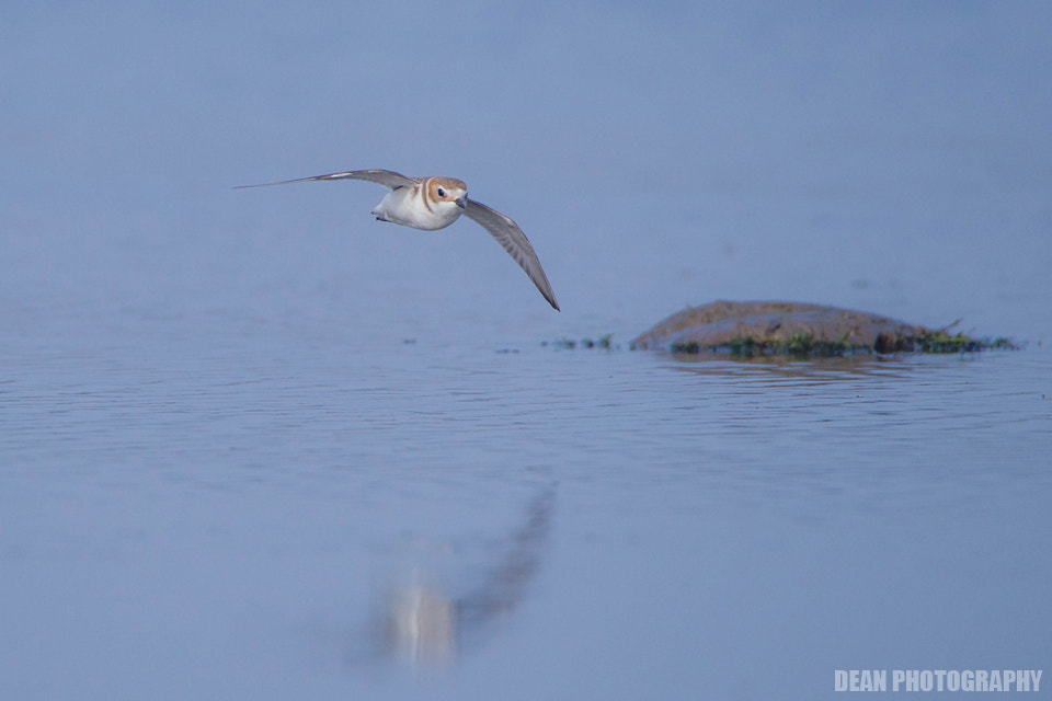 Canon EOS-1D Mark IV sample photo. Hedgehopping photography