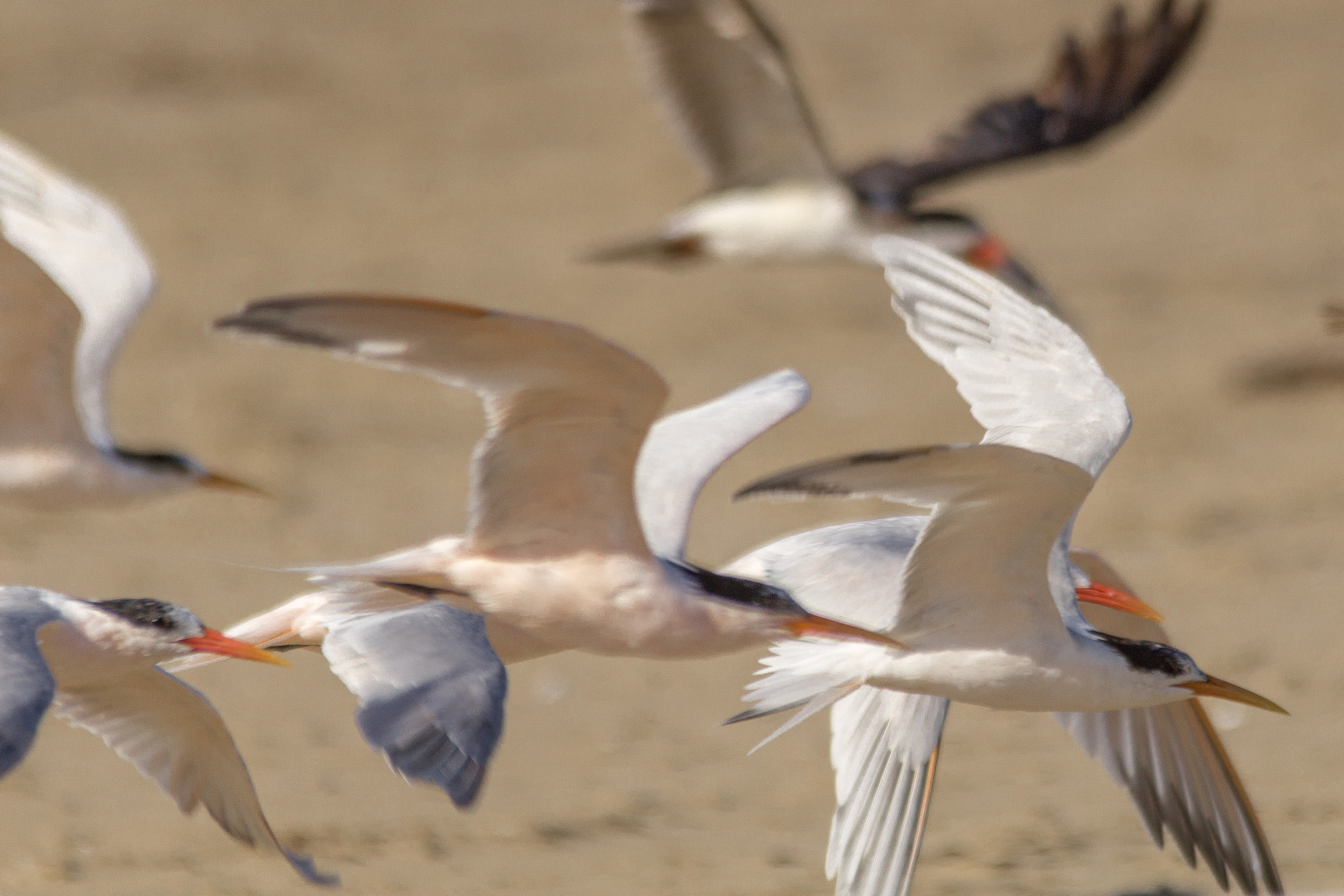 Sigma 150-500mm F5-6.3 DG OS HSM sample photo