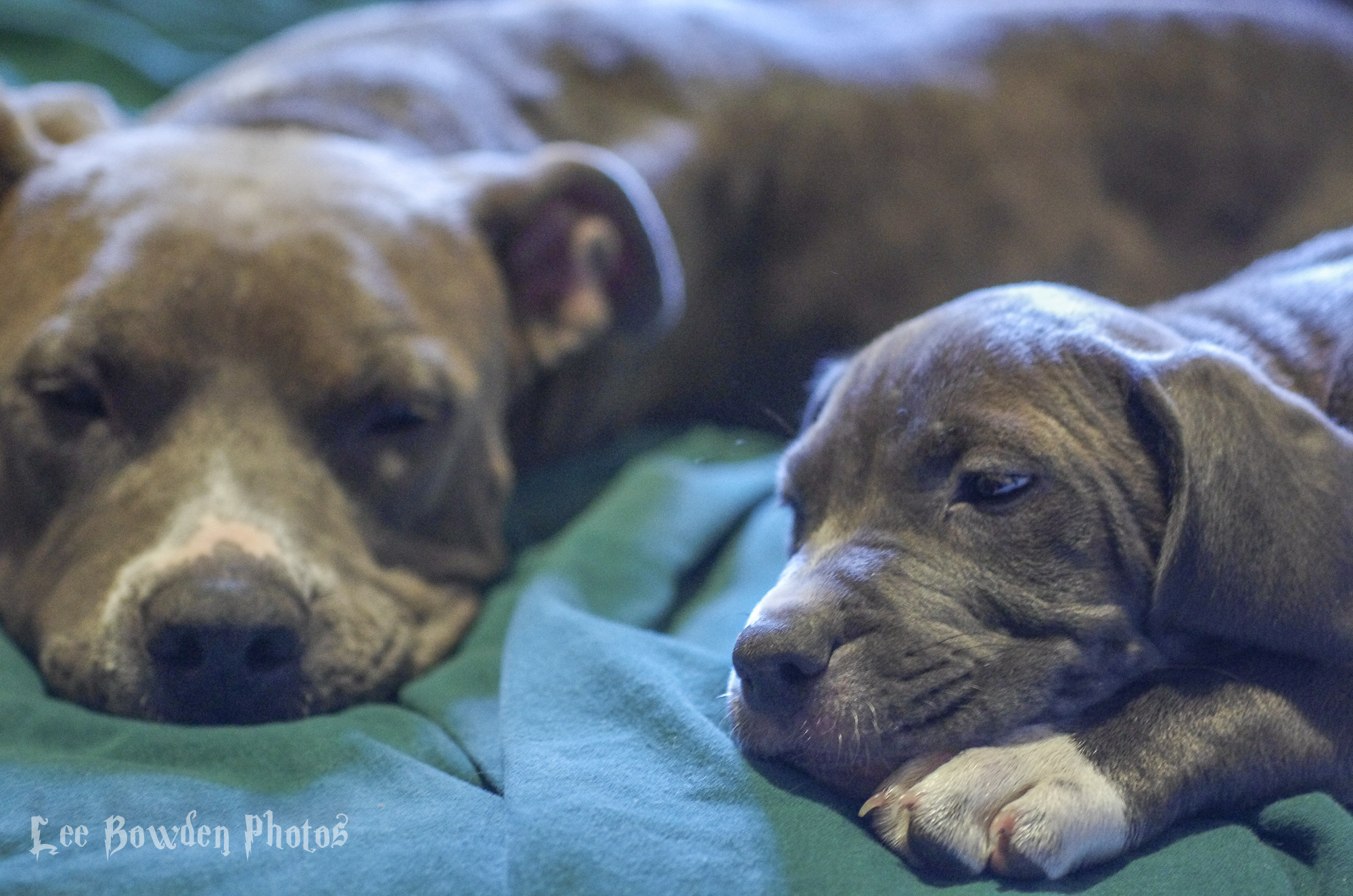 Pentax K-5 II + smc PENTAX-F MACRO 50mm F2.8 sample photo. Mama mary & sue boy blue photography