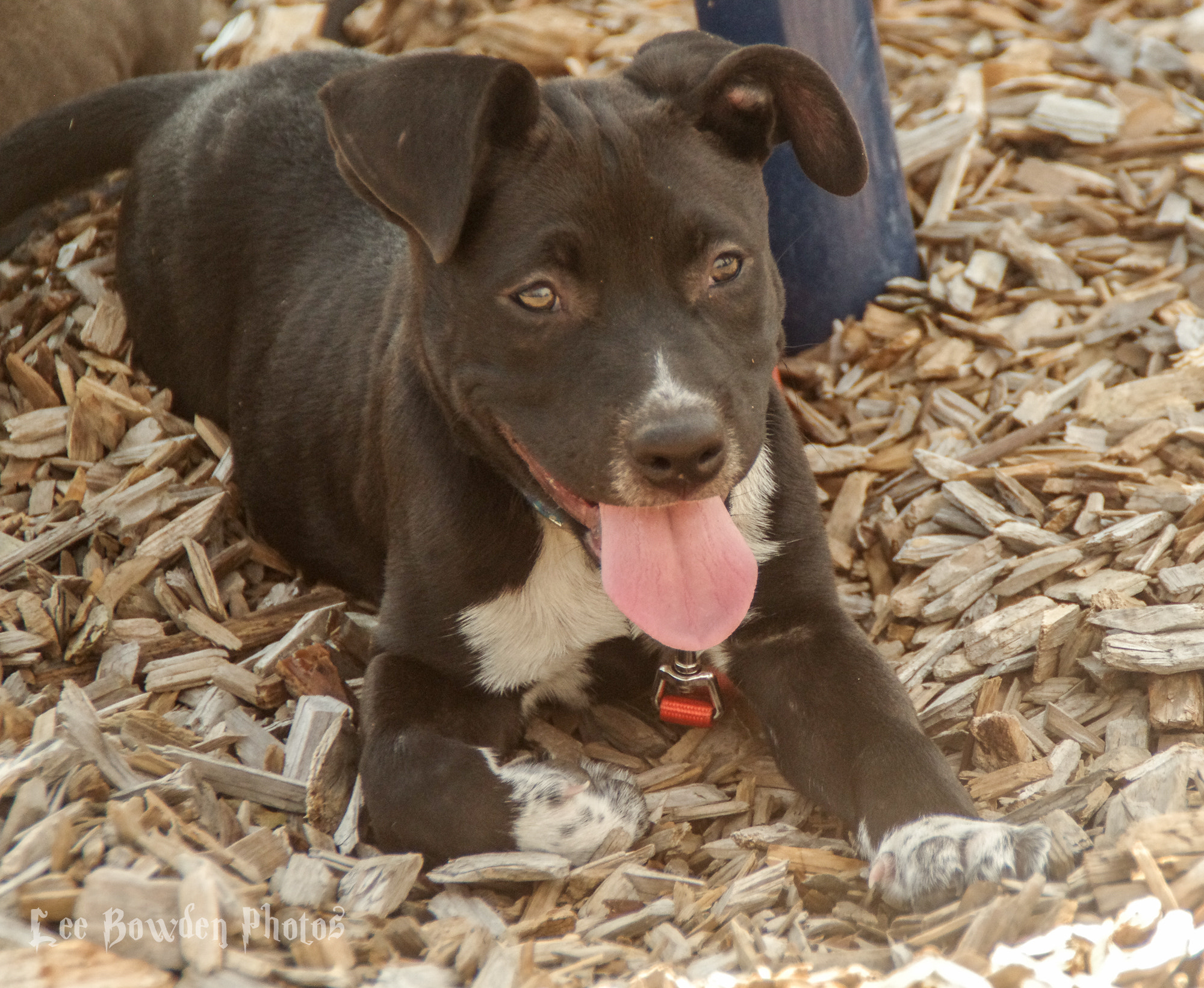 Tamron AF 18-200mm F3.5-6.3 XR Di II LD Aspherical (IF) Macro sample photo. Penny pup photography
