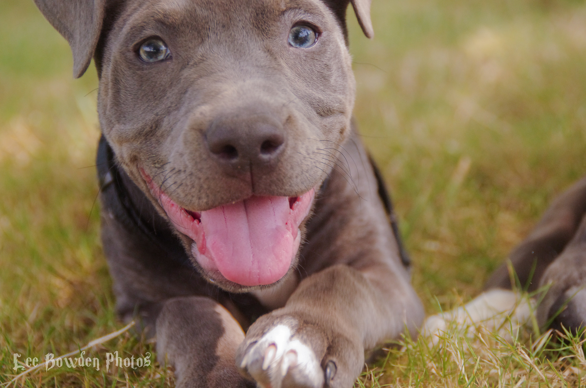 Tamron AF 18-200mm F3.5-6.3 XR Di II LD Aspherical (IF) Macro sample photo. Smiley pitt photography