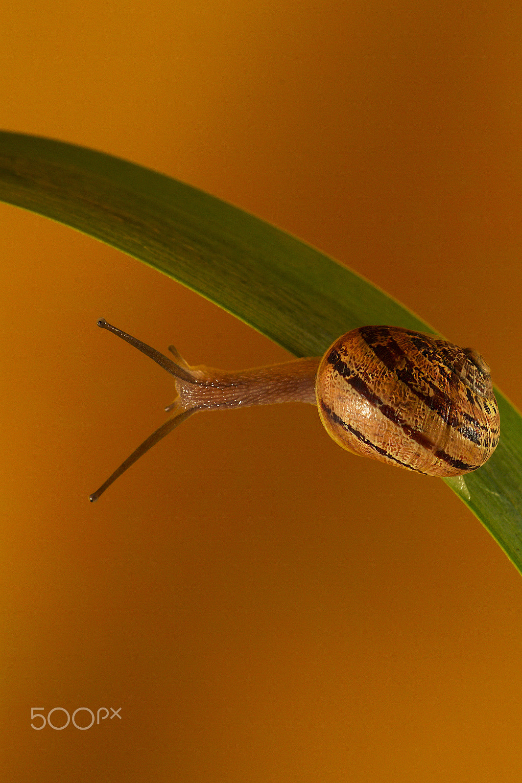 Canon EF 180mm F3.5L Macro USM sample photo. Caracol photography