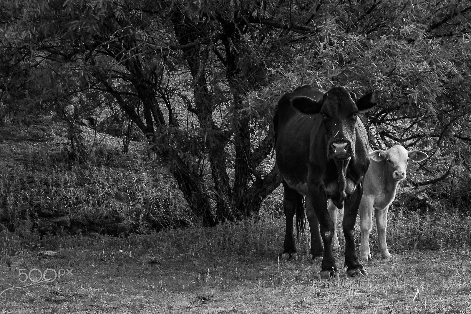 Canon EOS 100D (EOS Rebel SL1 / EOS Kiss X7) sample photo. Street photography countryboy style photography