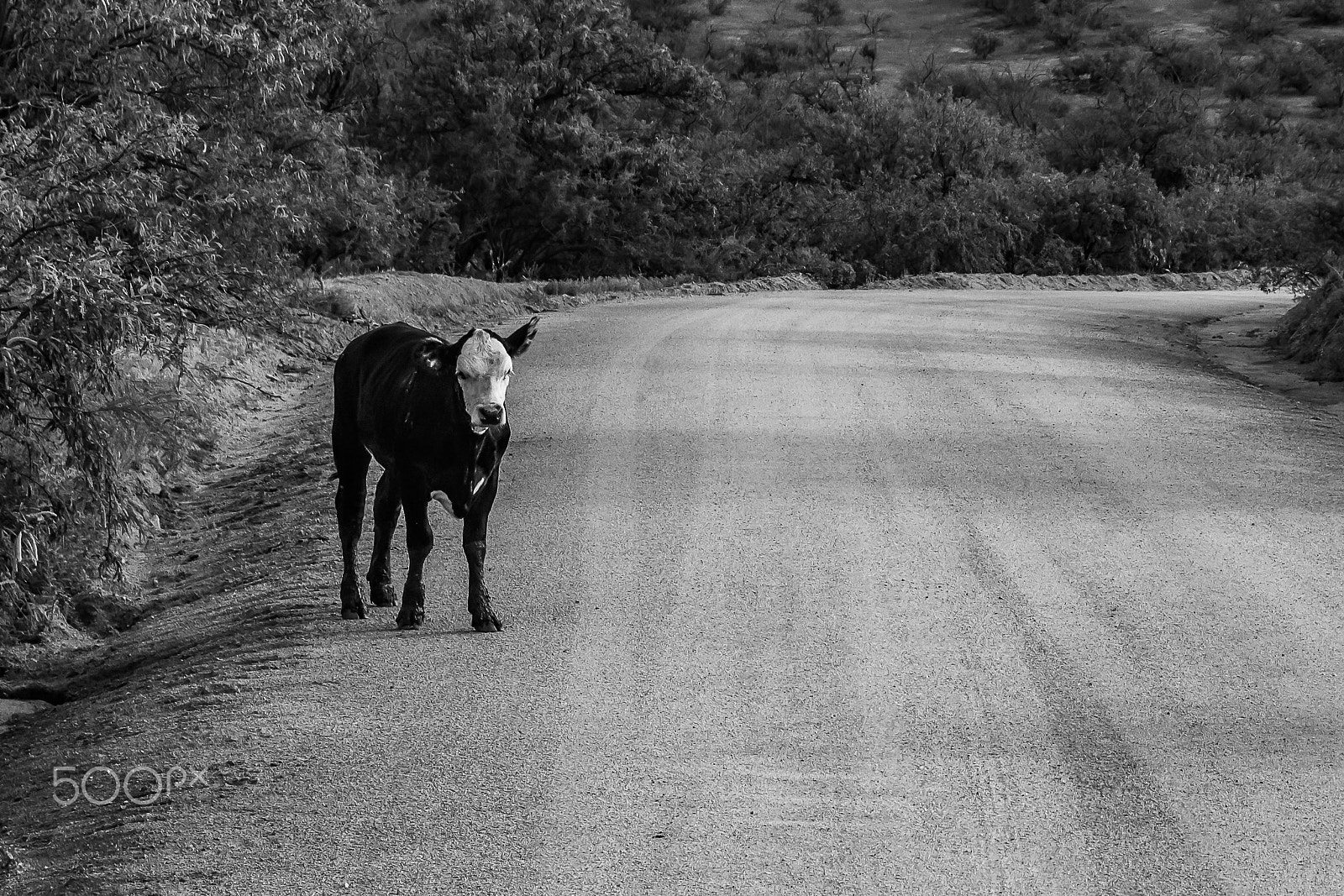 Canon EOS 100D (EOS Rebel SL1 / EOS Kiss X7) sample photo. Street photography countryboy style photography