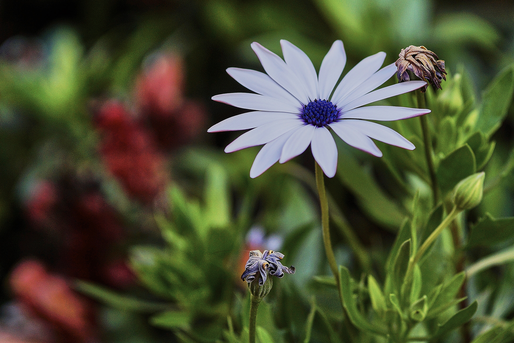 Sony Alpha a3000 + E 60mm F2.8 sample photo. Resplandecente photography
