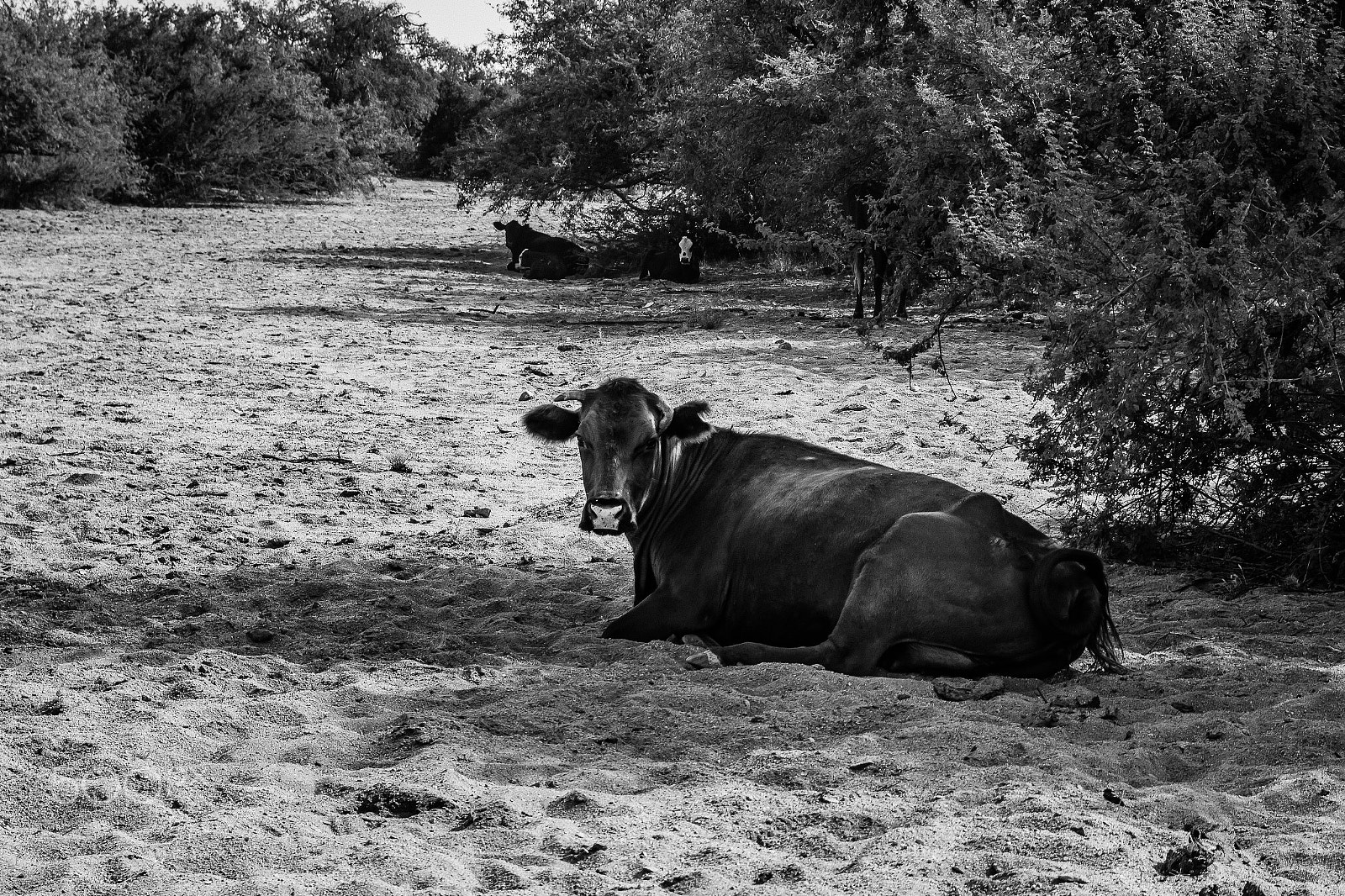 Canon EOS 100D (EOS Rebel SL1 / EOS Kiss X7) sample photo. Street photography countryboy style photography