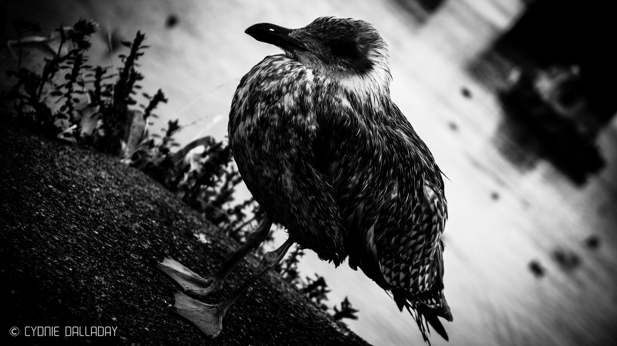 Sony Alpha NEX-6 + Sony E 18-55mm F3.5-5.6 OSS sample photo. Lone seagull photography