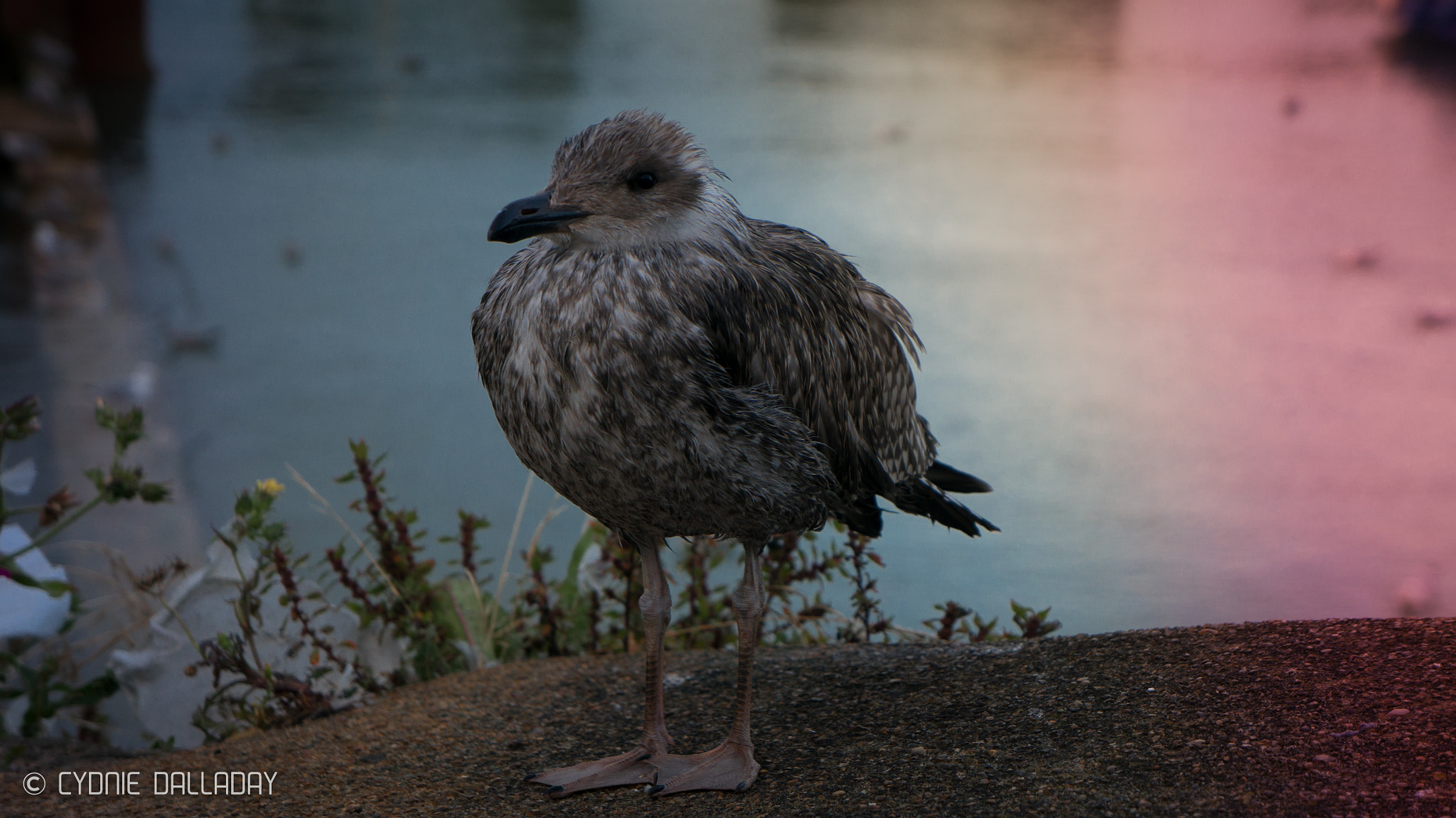 Sony Alpha NEX-6 + Sony E 18-55mm F3.5-5.6 OSS sample photo. Cold seagull photography