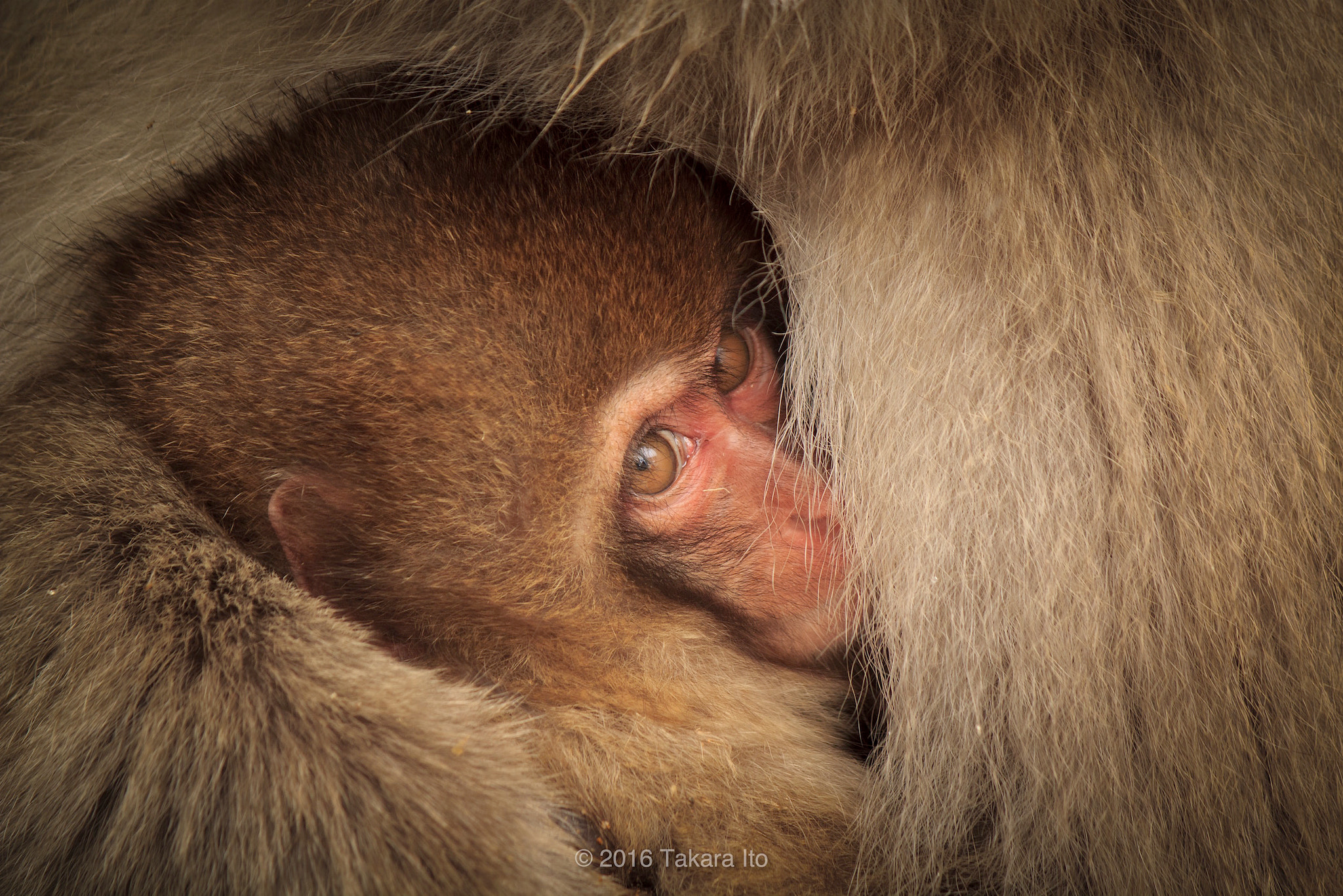 Canon EOS 600D (Rebel EOS T3i / EOS Kiss X5) sample photo. In the mother's arms photography