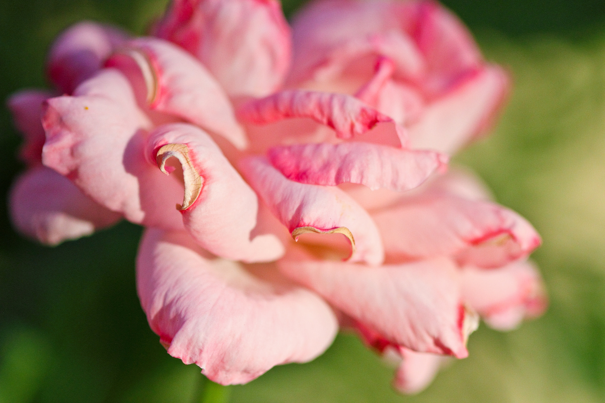 Canon EOS 550D (EOS Rebel T2i / EOS Kiss X4) + Canon EF 100mm F2.8 Macro USM sample photo. Pretty in pink photography