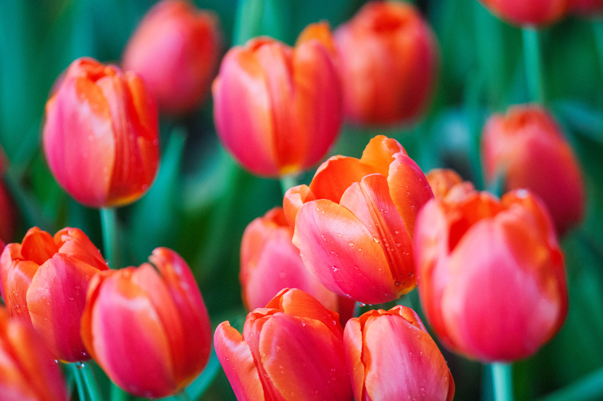 Nikon D700 + Nikon AF-S Nikkor 300mm F4D ED-IF sample photo. Tulipanes (tulipa) photography