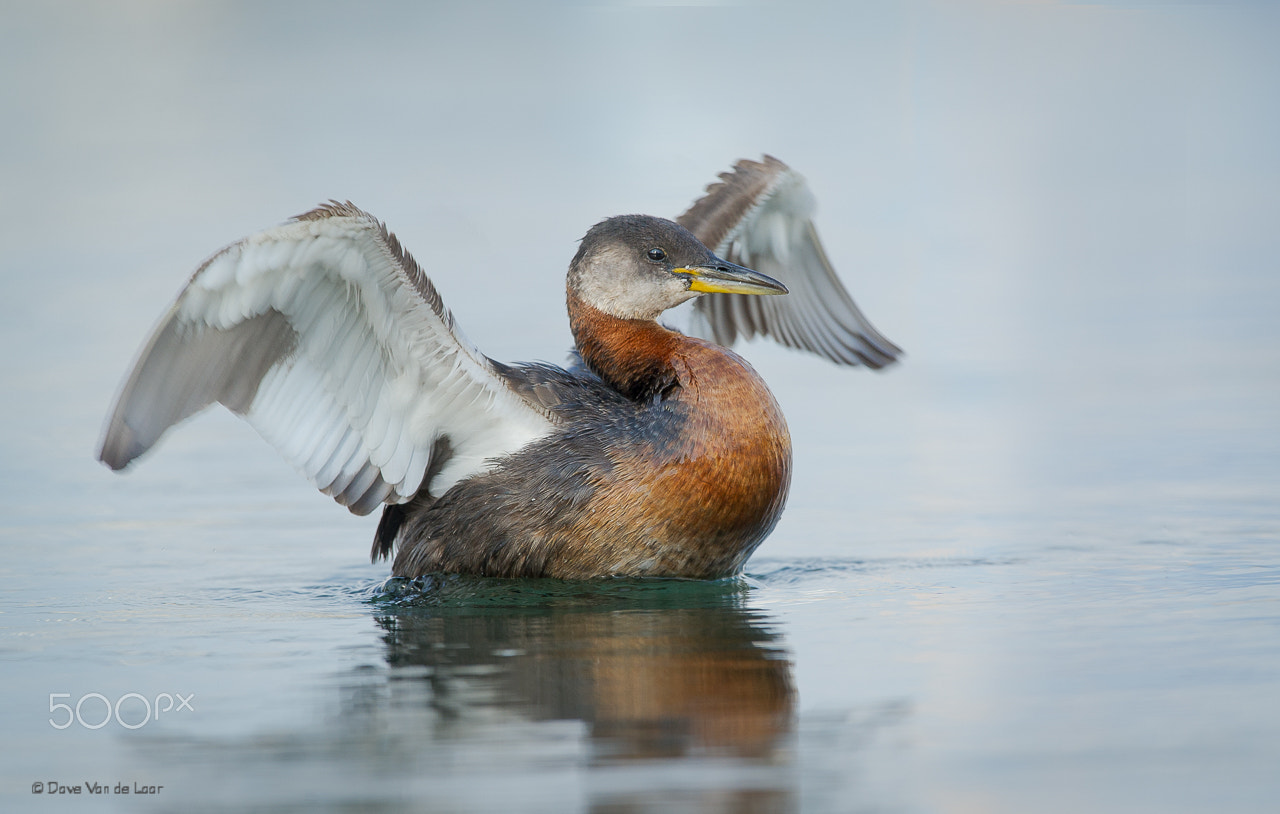 Nikon D3S + Nikon AF-S Nikkor 600mm F4G ED VR sample photo. Red-necked grebe photography