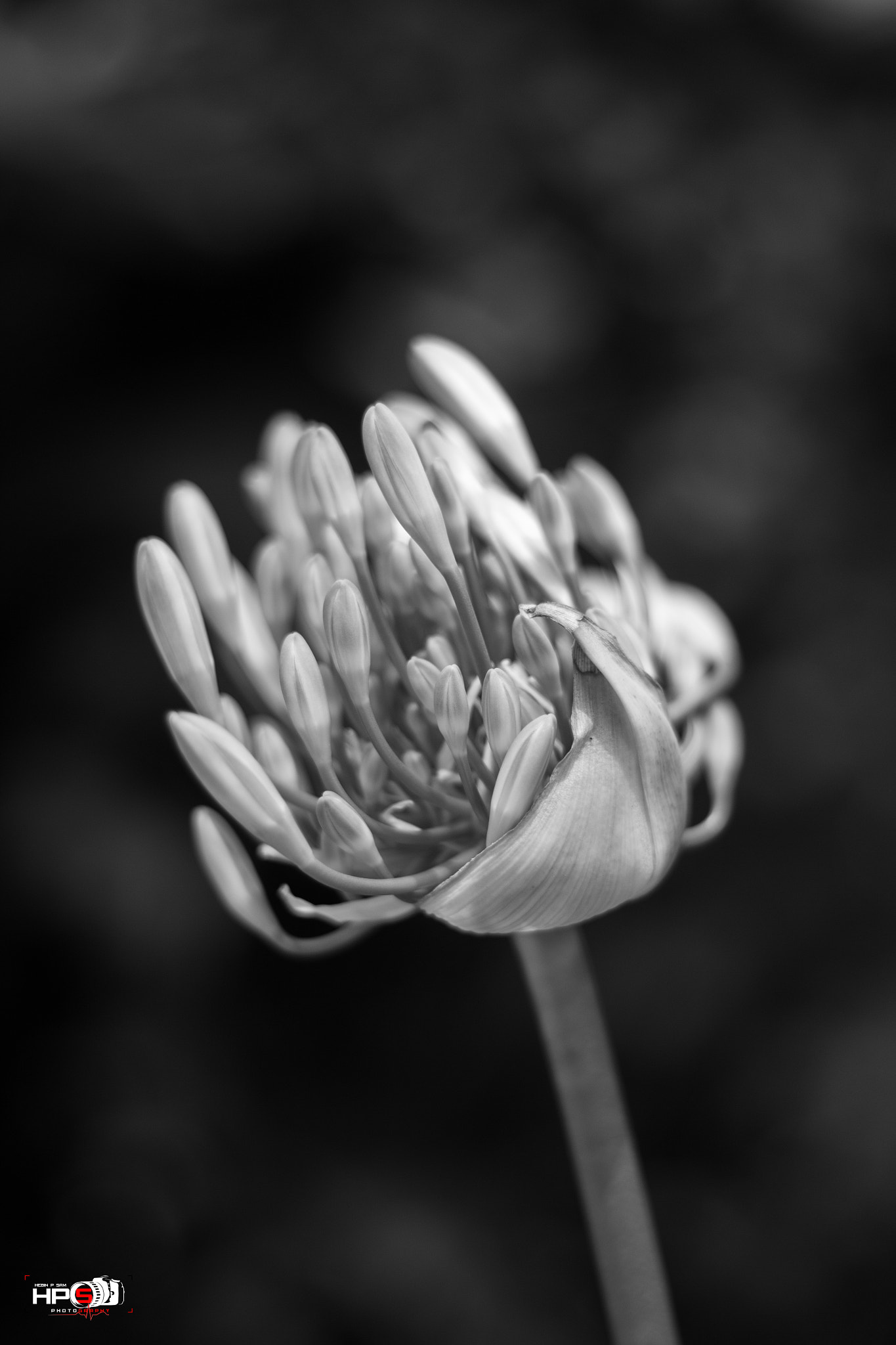 Canon EOS 650D (EOS Rebel T4i / EOS Kiss X6i) + Canon EF 50mm F1.8 II sample photo. Black and white photography