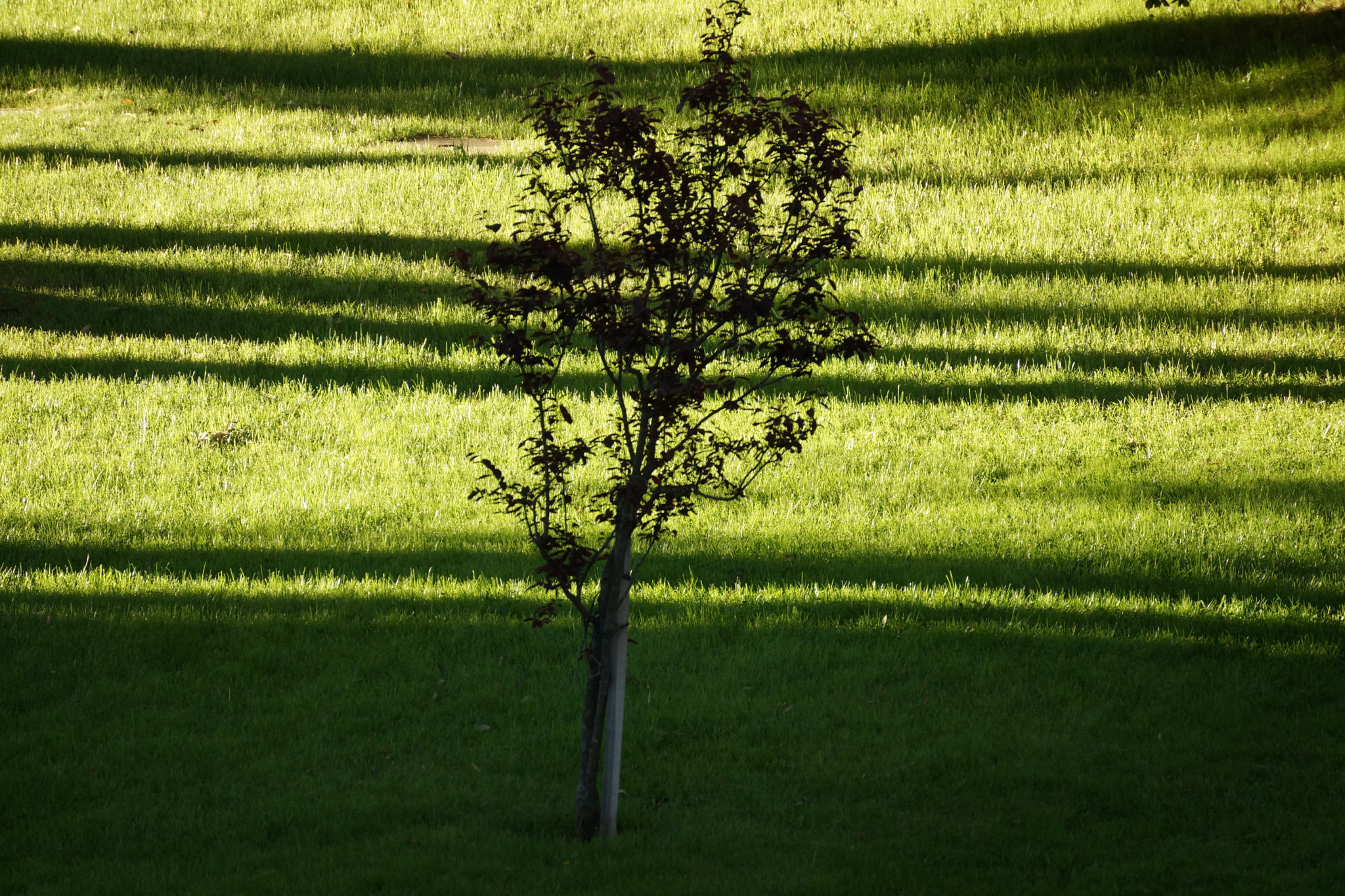 Sony DT 55-300mm F4.5-5.6 SAM sample photo. Tree photography