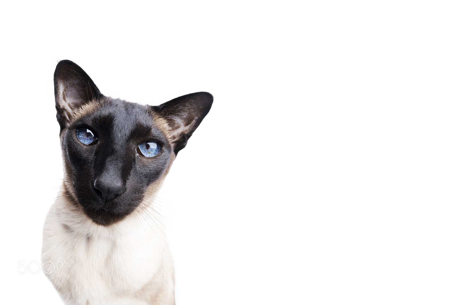 Nikon D800 + Nikon AF Fisheye-Nikkor 16mm F2.8D sample photo. Siamese blue photography