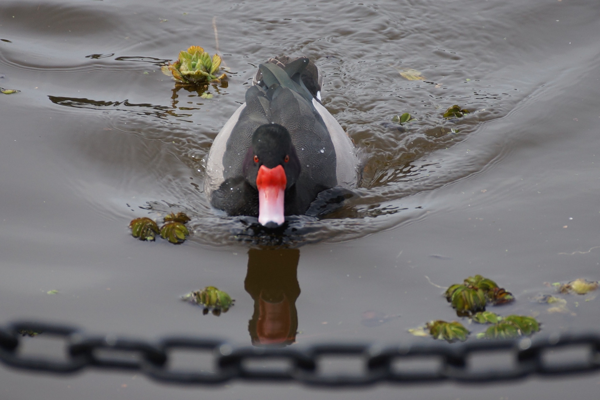 Sony DT 55-300mm F4.5-5.6 SAM sample photo