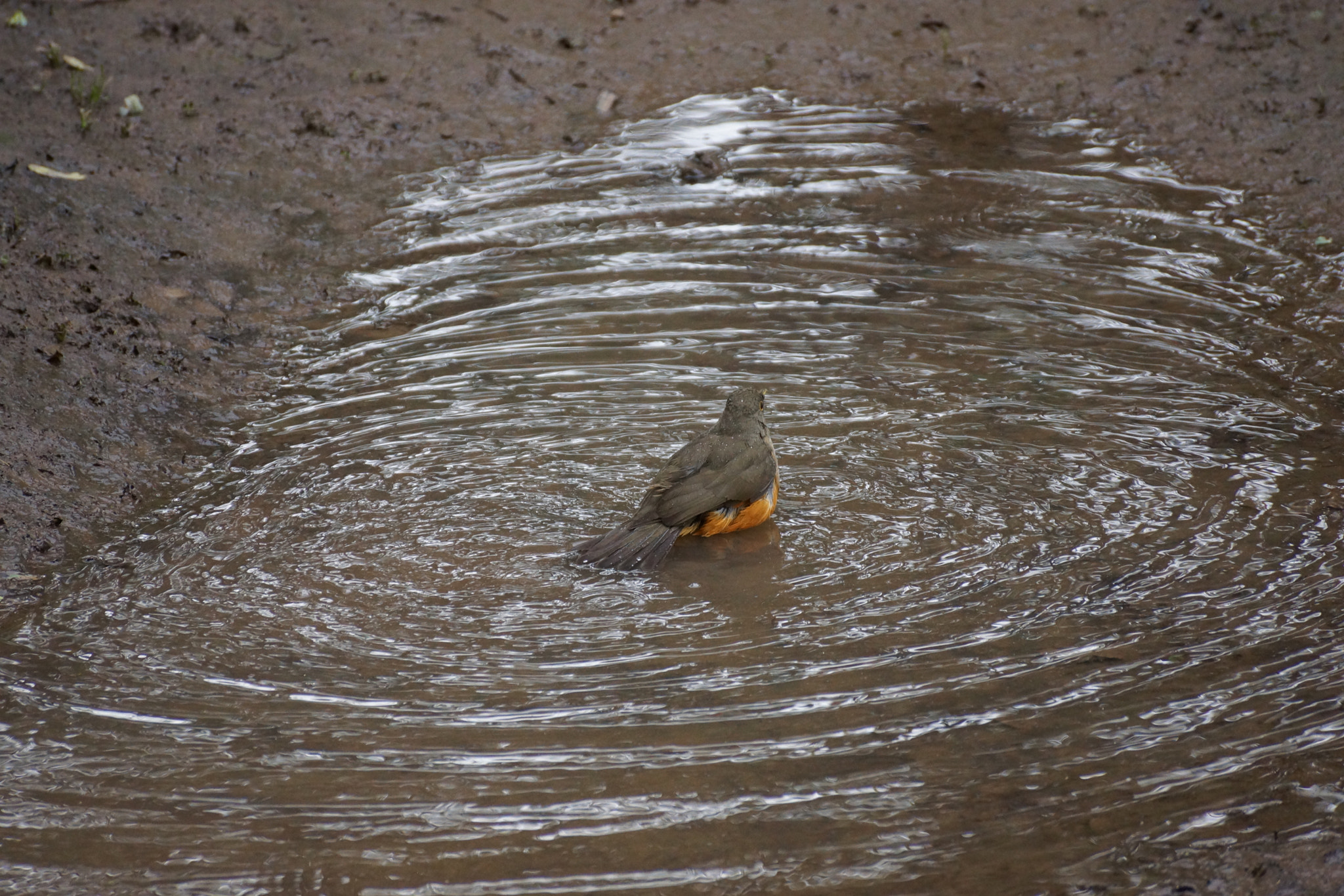 Sony DT 55-300mm F4.5-5.6 SAM sample photo. Bath photography