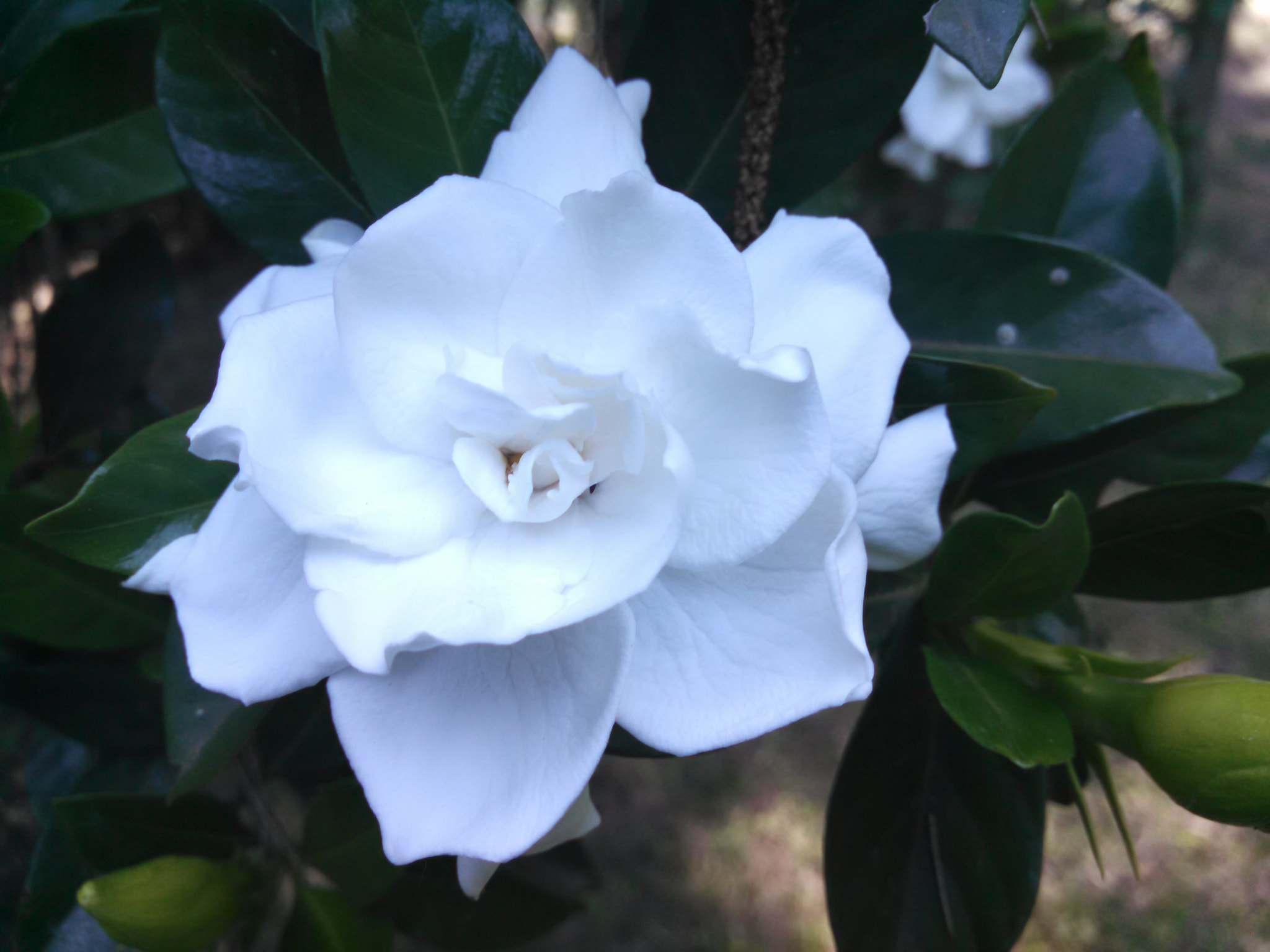 Motorola DROID RAZR HD sample photo. White jasmine photography