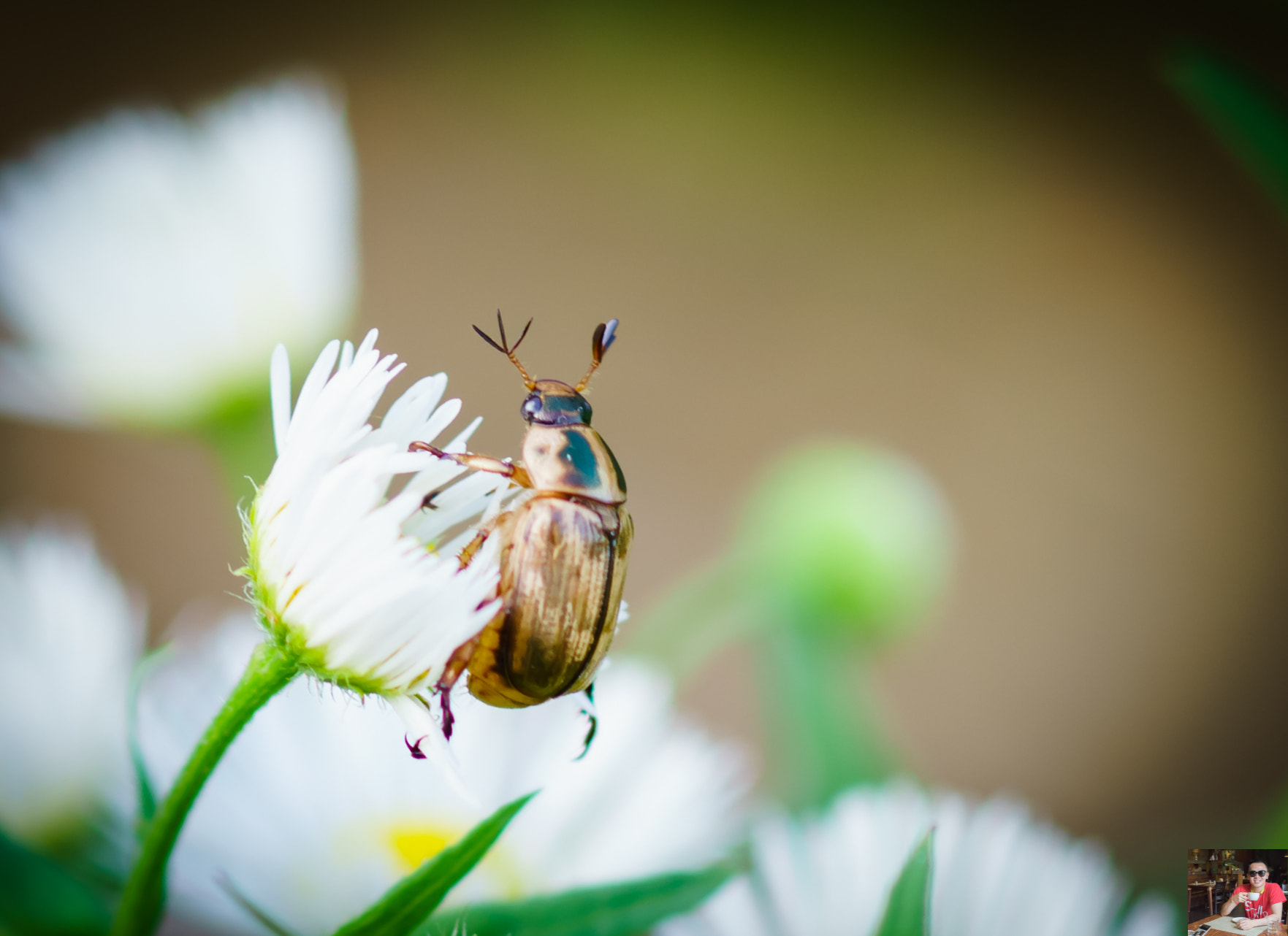 Sony a7 II + Sony 100mm F2.8 Macro sample photo