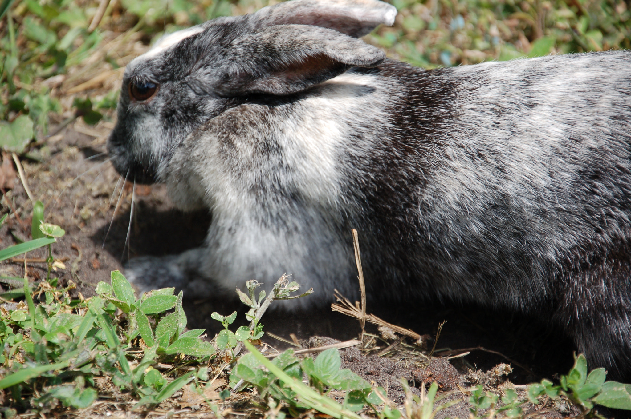 Nikon D50 sample photo. Demo digging photography