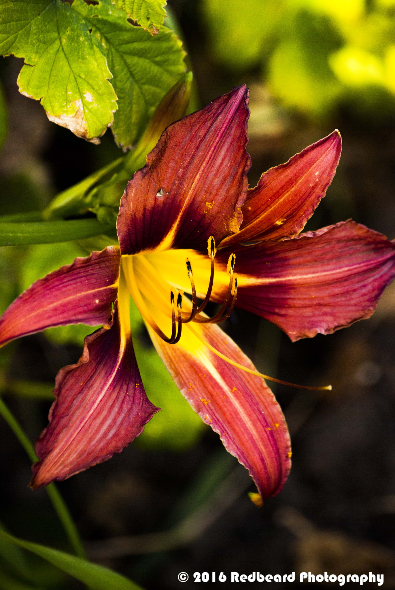 Nikon D40X sample photo. Lily flower photography