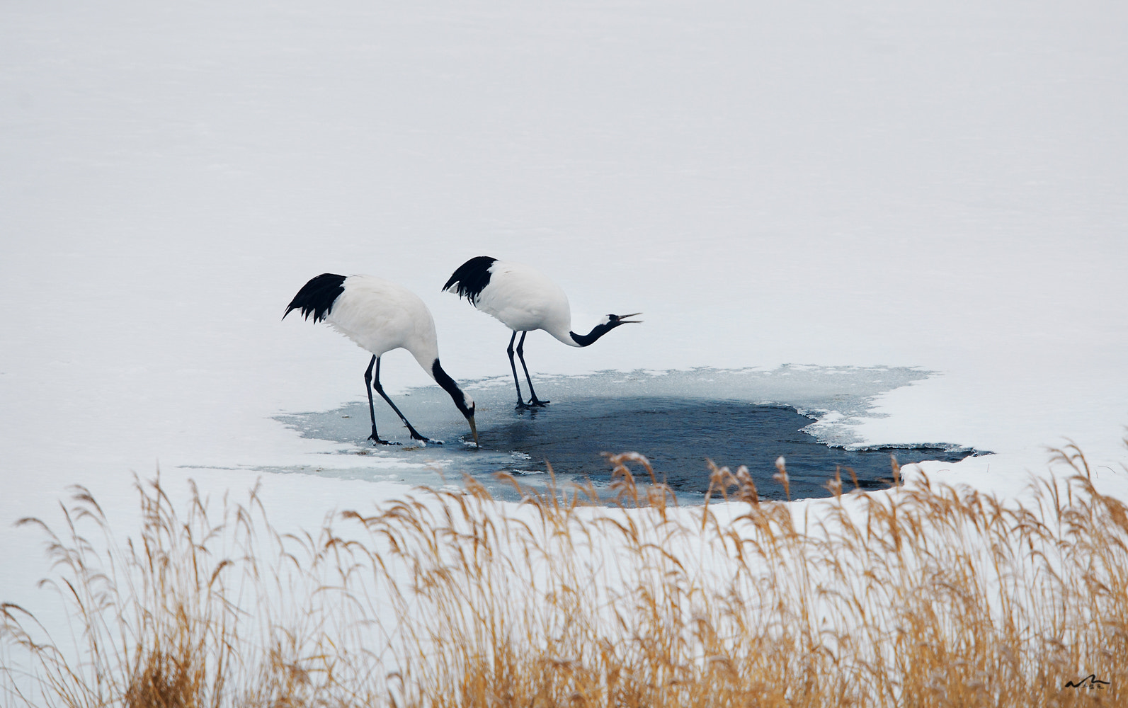 Nikon D3S + Nikon AF-S Nikkor 600mm F4G ED VR sample photo