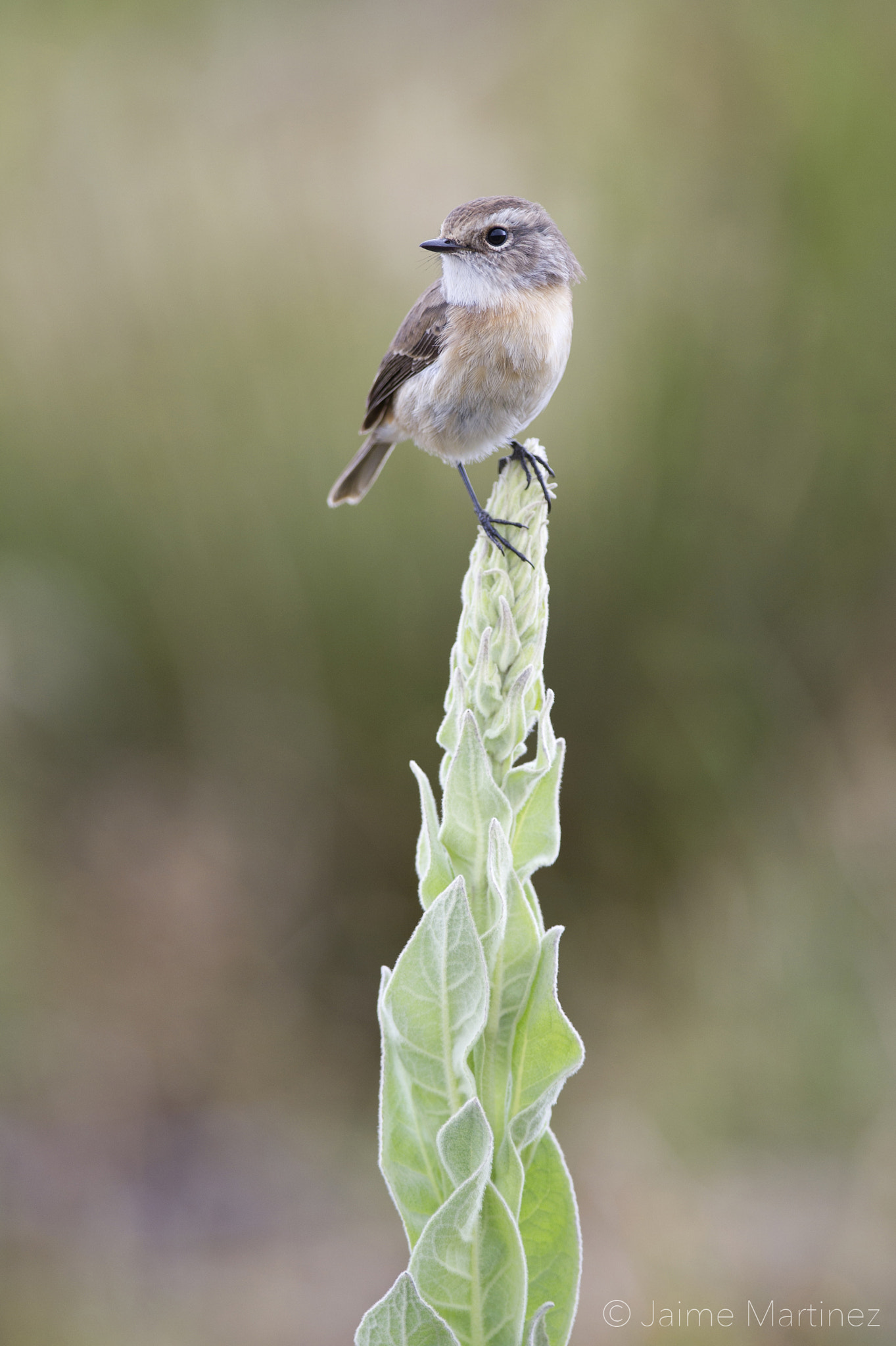 Nikon D3S + Nikon AF-S Nikkor 300mm F4D ED-IF sample photo. Tec-tec - saxicolas tectes photography