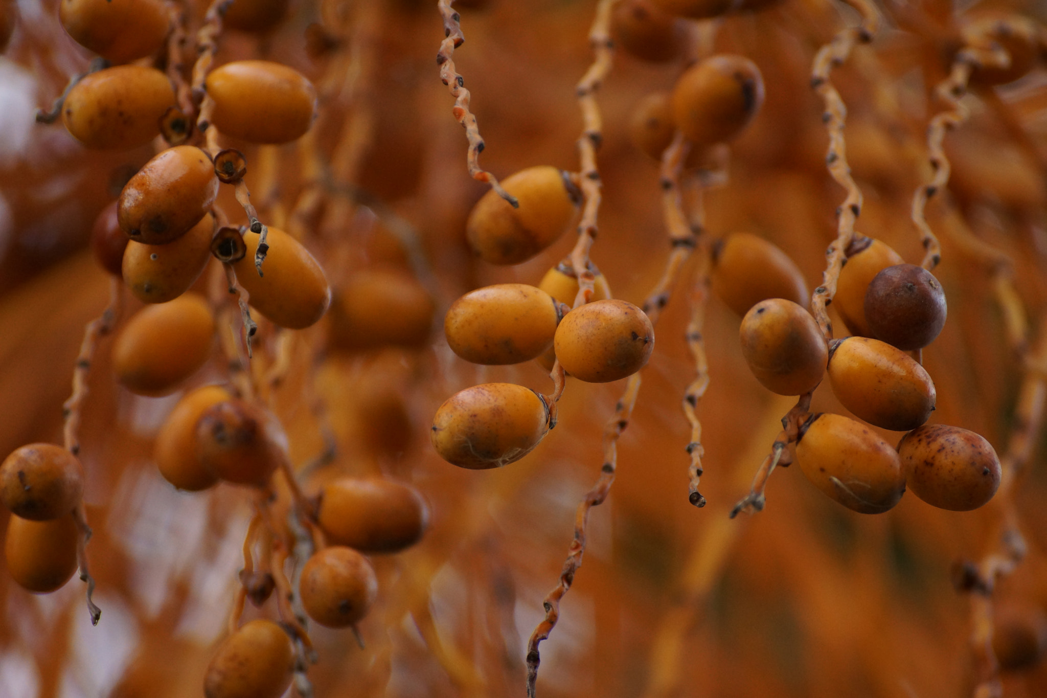 Sony DT 55-300mm F4.5-5.6 SAM sample photo. Orange nature photography