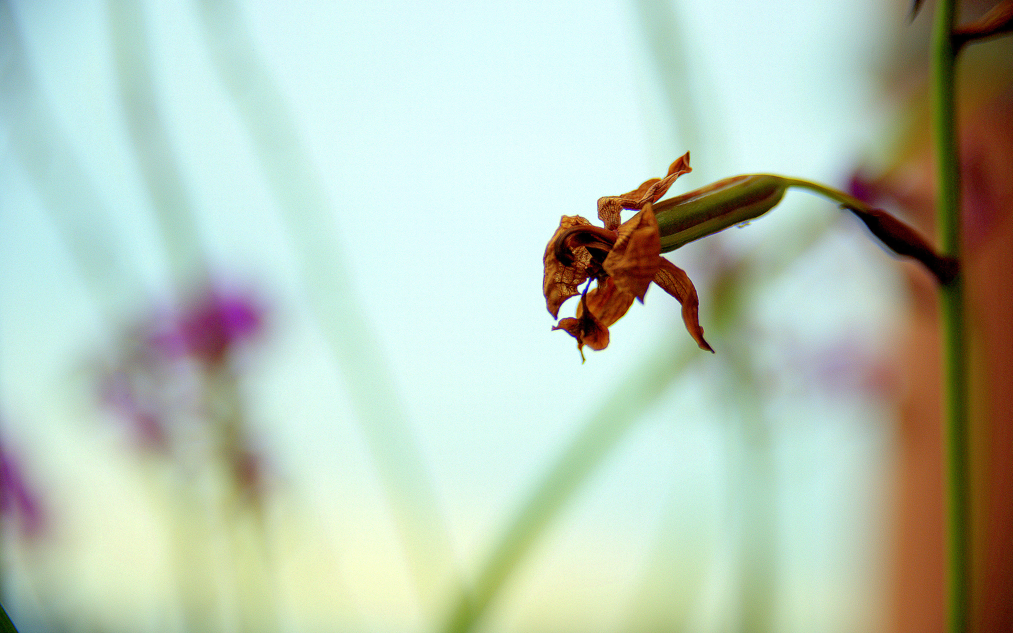AF Zoom-Nikkor 28-105mm f/3.5-4.5D IF sample photo. Withering photography