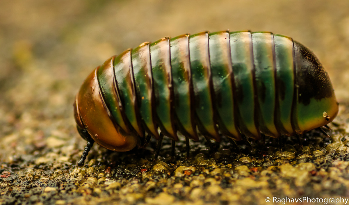 Canon EOS 7D Mark II + Tamron SP AF 90mm F2.8 Di Macro sample photo. Slow and steady photography