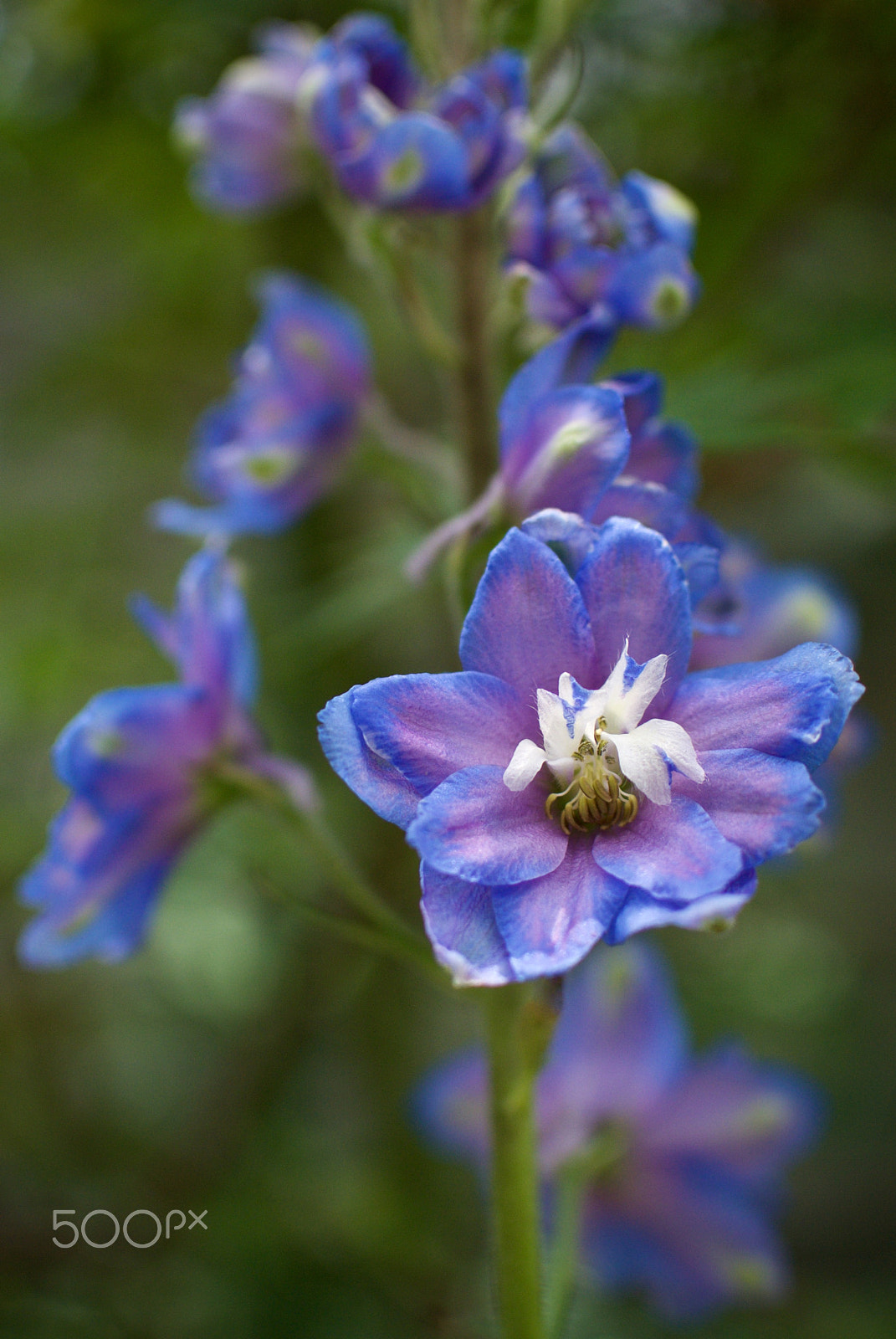 Nikon 1 J2 sample photo. Delphinium photography