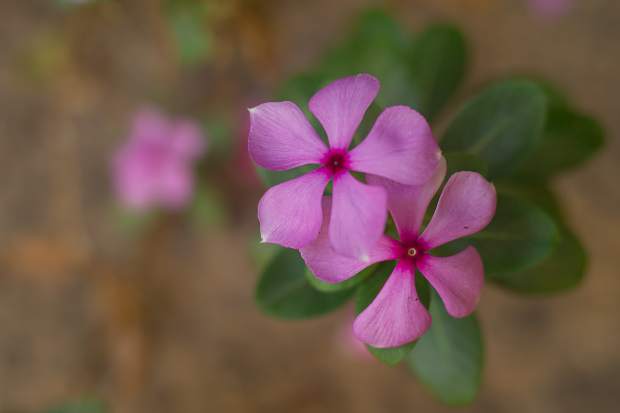 Canon EOS 550D (EOS Rebel T2i / EOS Kiss X4) + Canon EF 35mm F2 IS USM sample photo. பட்டிப் பூ.. photography