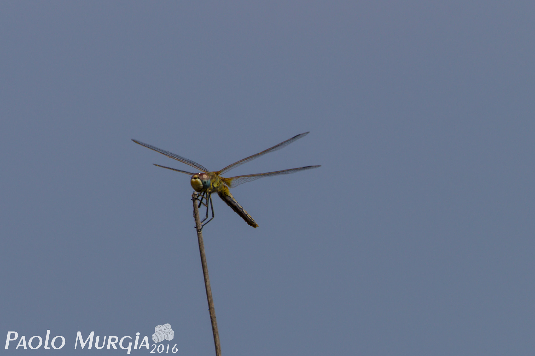 150-600mm F5-6.3 DG OS HSM | Sports 014 sample photo. Libellula photography