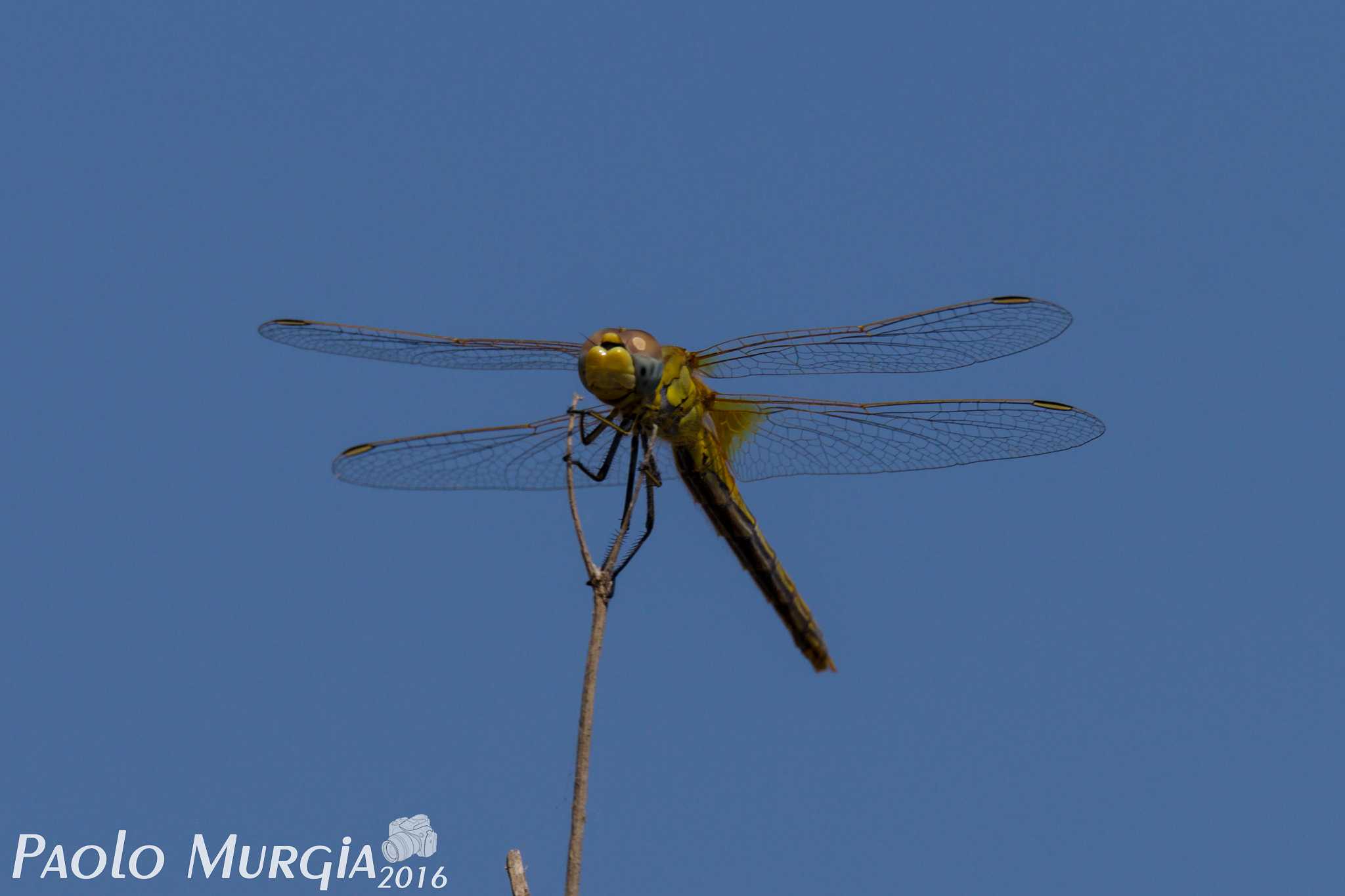 150-600mm F5-6.3 DG OS HSM | Sports 014 sample photo. Libellula photography