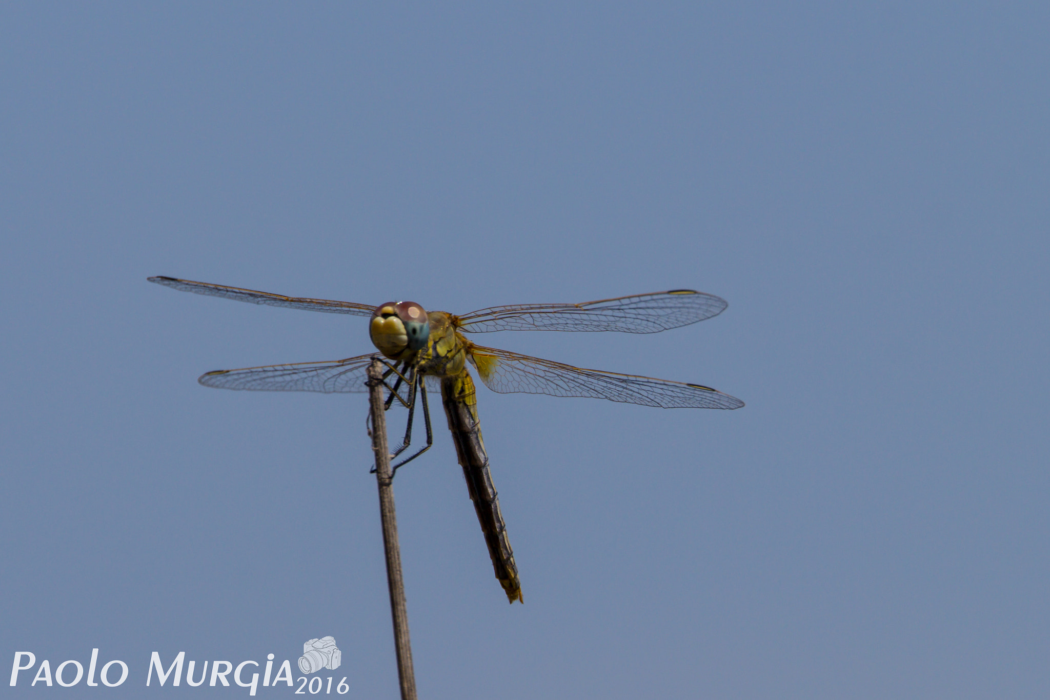 150-600mm F5-6.3 DG OS HSM | Sports 014 sample photo. Libellula photography