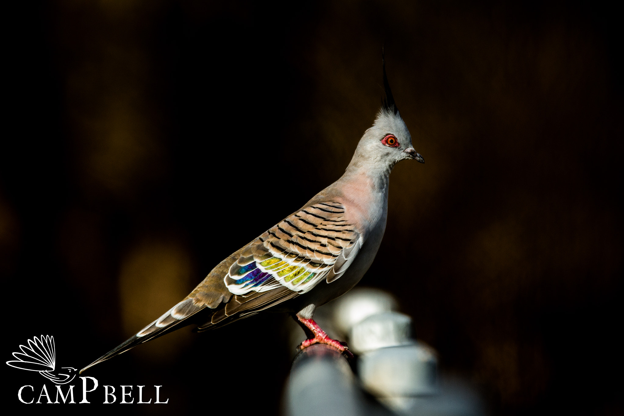 Tamron SP 150-600mm F5-6.3 Di VC USD sample photo. Crested pigeon photography