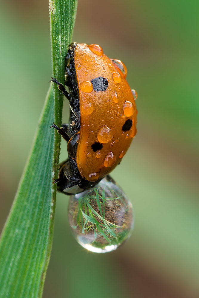 Nikon AF Micro-Nikkor 60mm F2.8D sample photo. Coccinella septempunctata photography