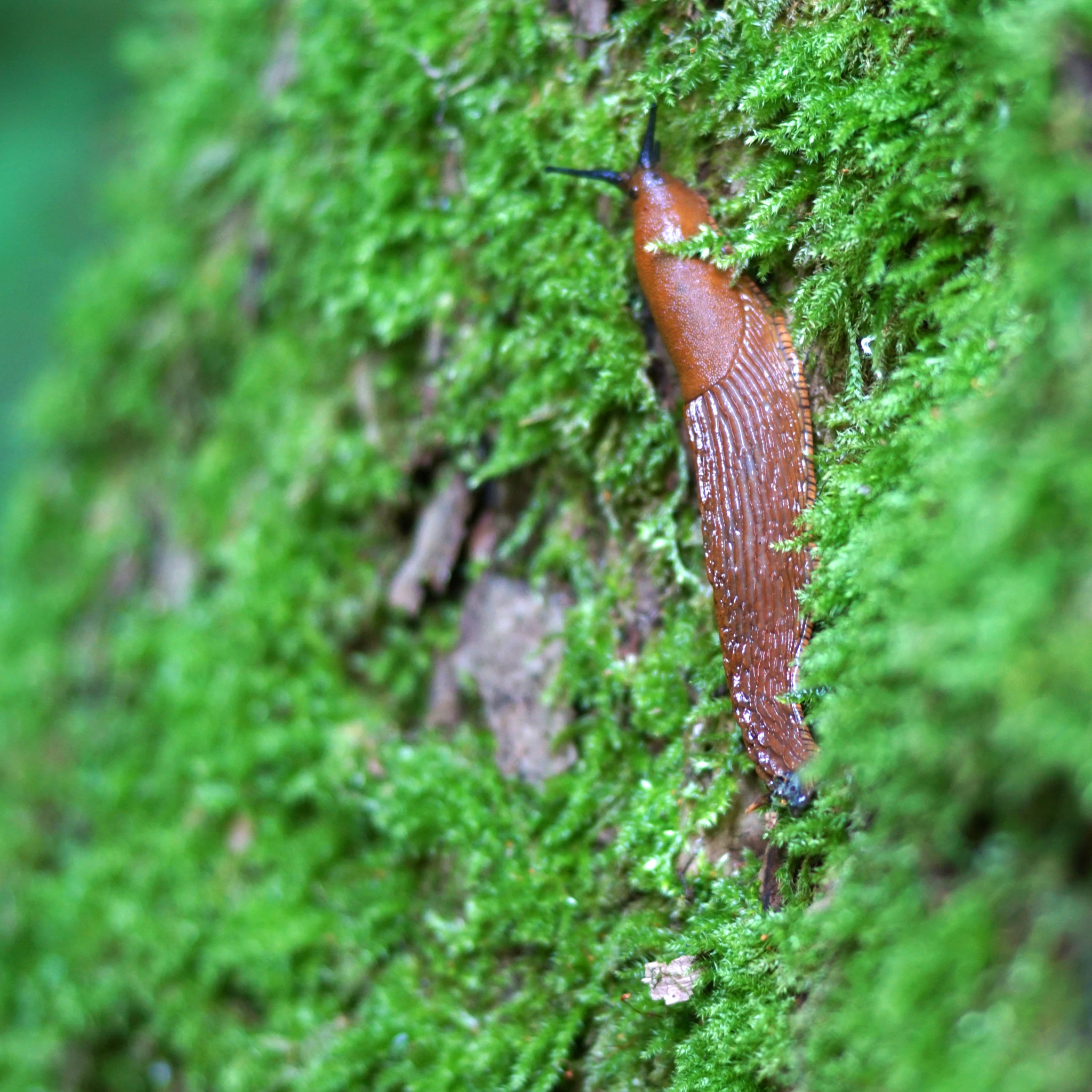 Sony 85mm F2.8 SAM sample photo. Slug walking up a tree photography