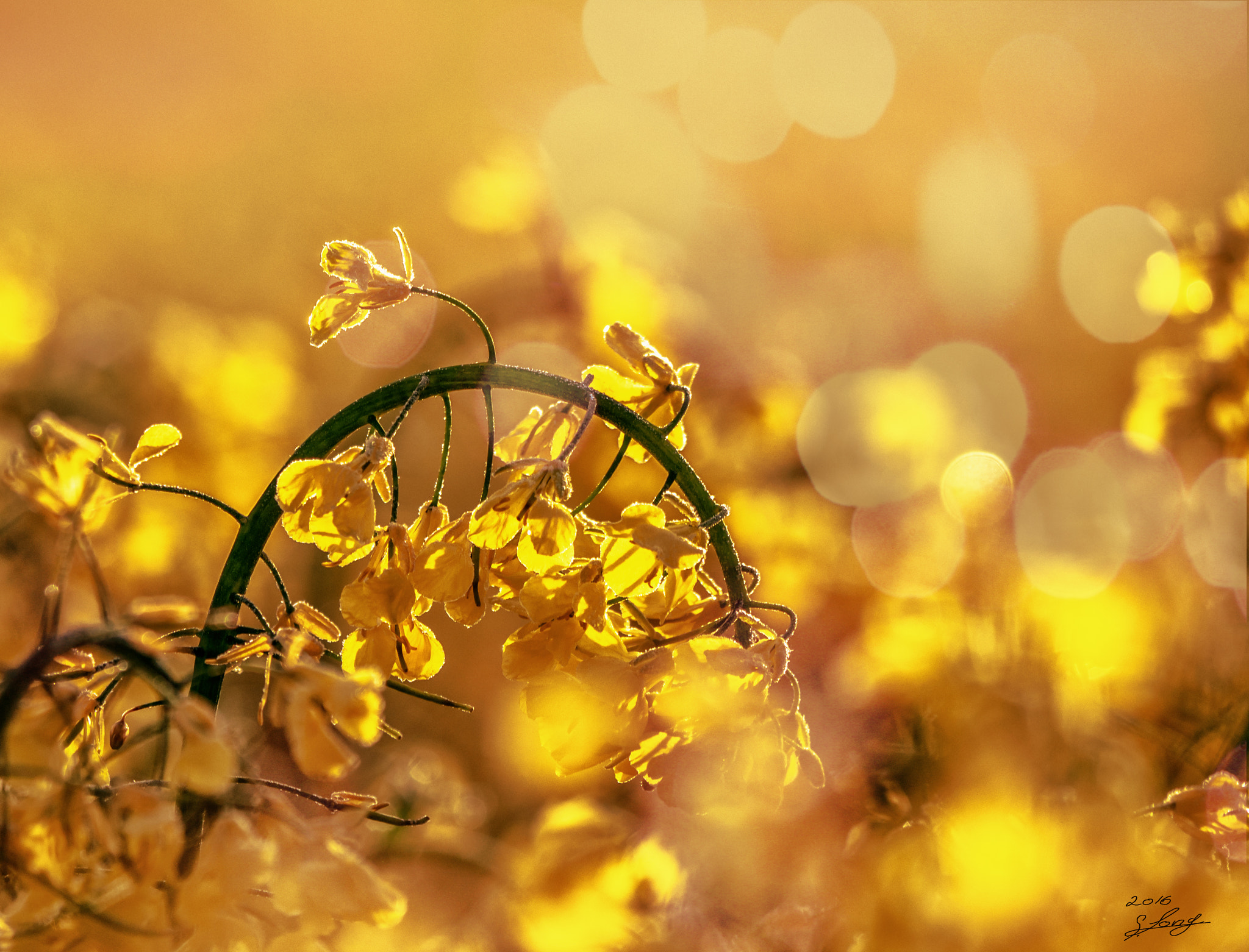 Panasonic Lumix DMC-GX7 sample photo. Raps beim sonnenaufgang photography