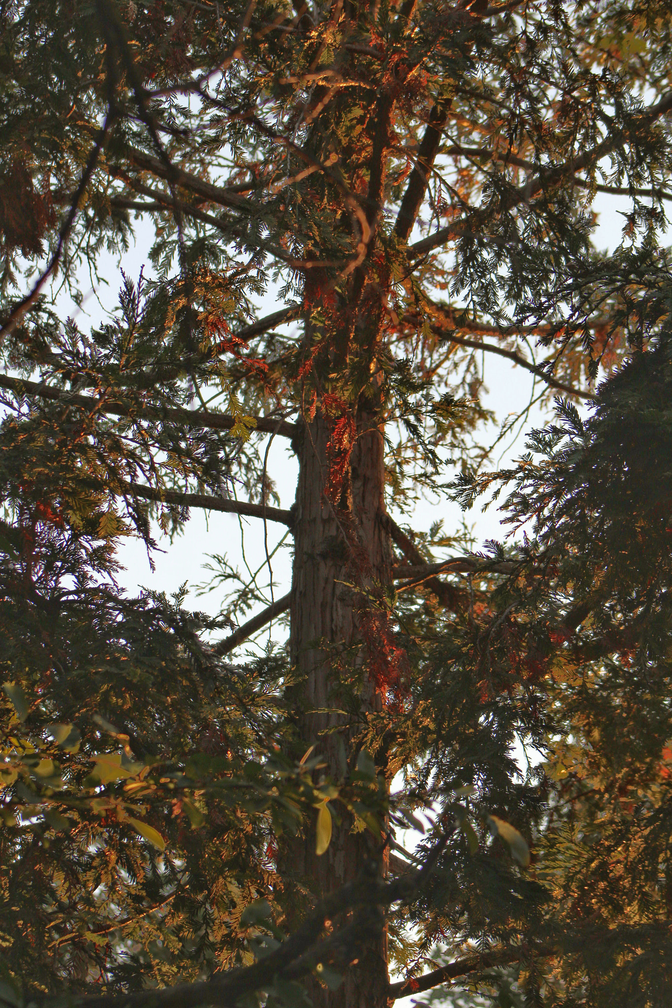 Canon EF75-300mm f/4-5.6 sample photo