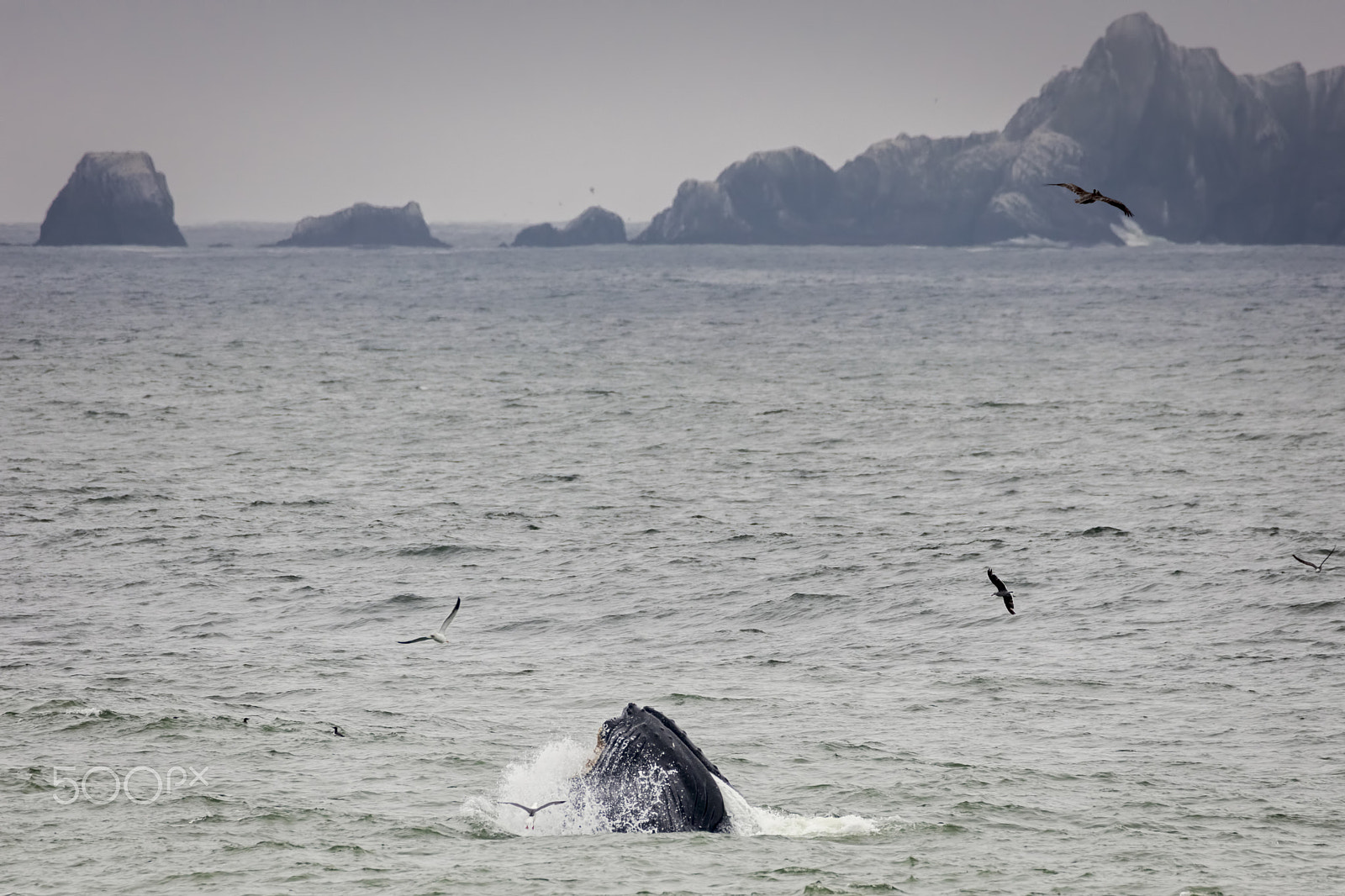 Canon EOS 5DS + 150-600mm F5-6.3 DG OS HSM | Contemporary 015 sample photo. Whale photography