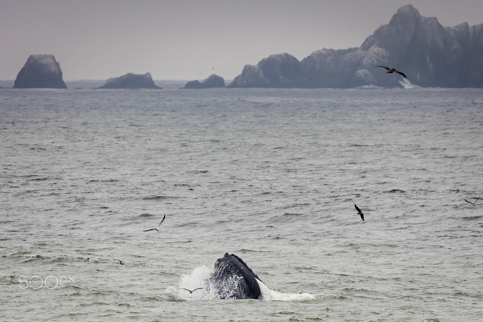 150-600mm F5-6.3 DG OS HSM | Contemporary 015 sample photo. Whale photography