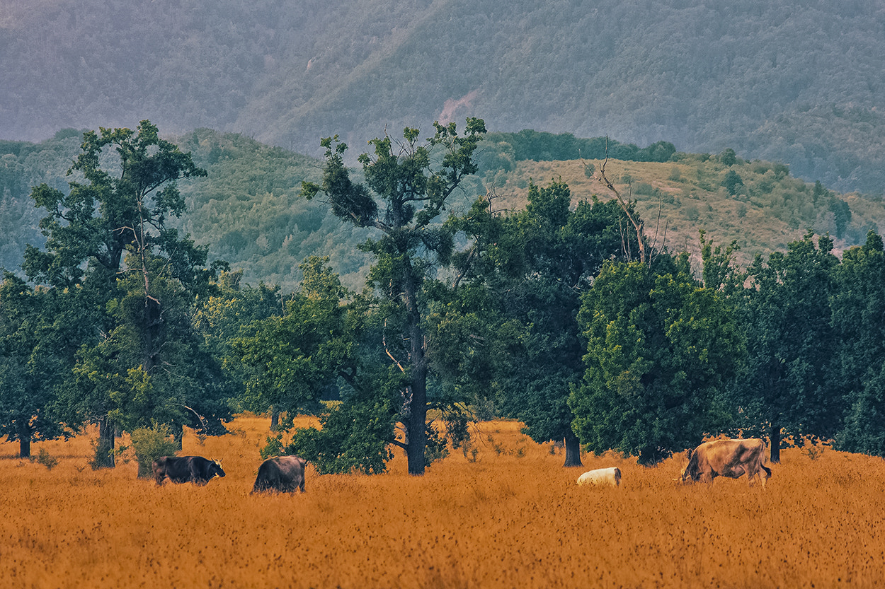 Sony SLT-A65 (SLT-A65V) + Minolta AF 70-210mm F4 Macro sample photo. Cows photography