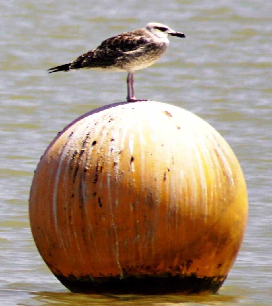 Tamron Lens (255) sample photo. My ball photography