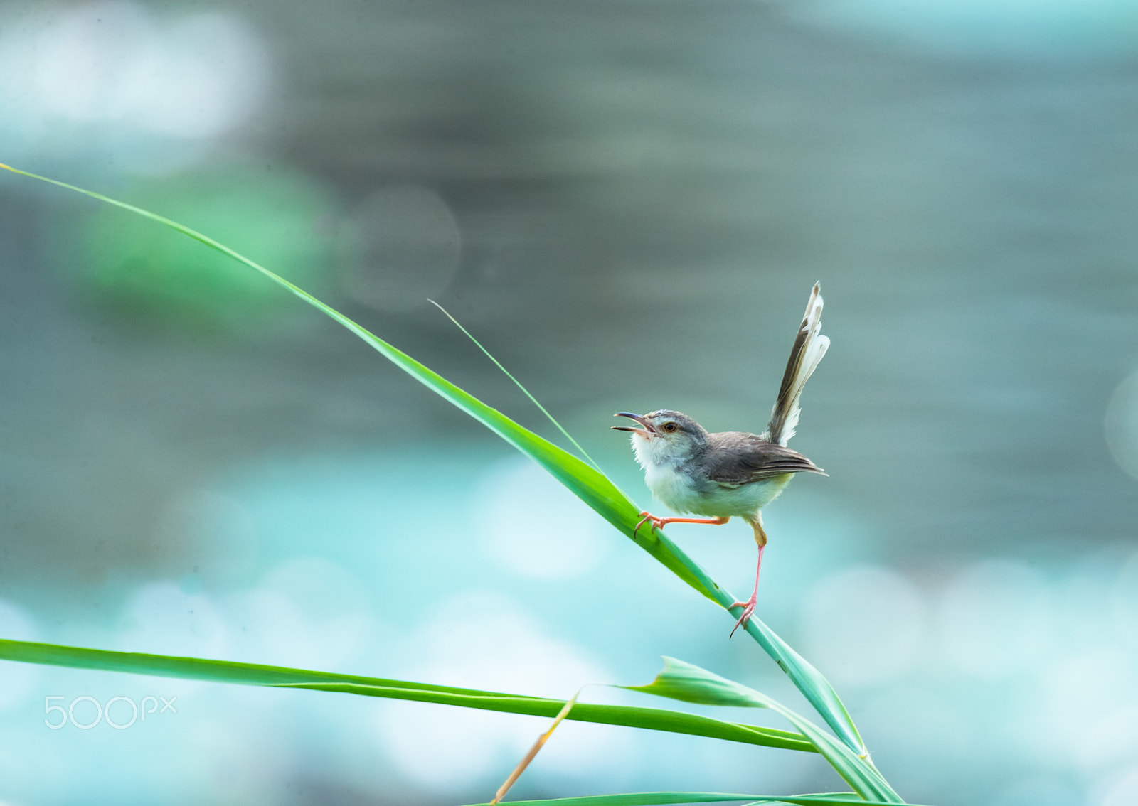 Canon EF 800mm F5.6L IS USM sample photo. Plain prinia juvenile 1 photography