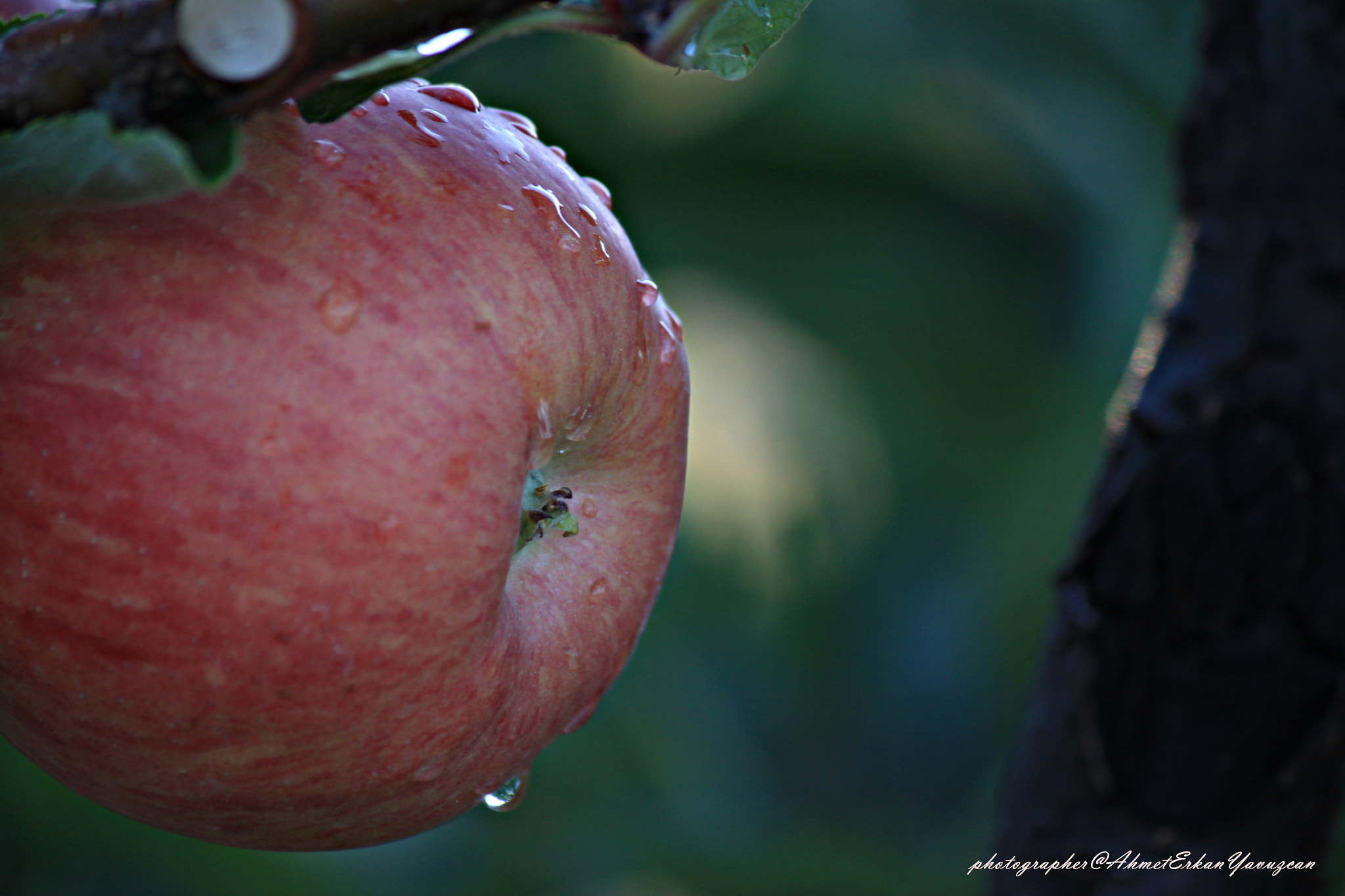 Canon EOS 500D (EOS Rebel T1i / EOS Kiss X3) sample photo. Apple photography
