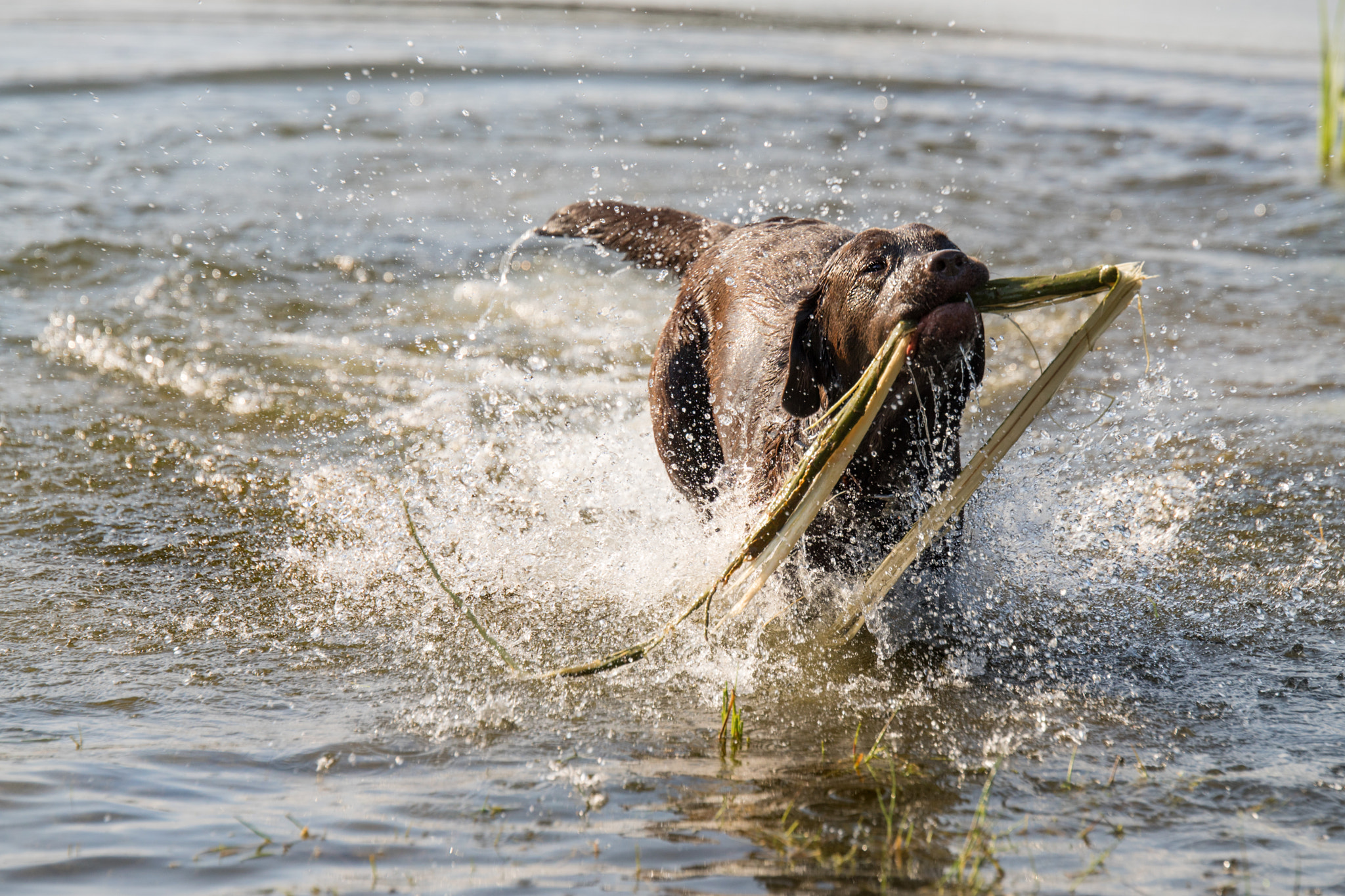 Sony ILCA-77M2 + Tamron SP 70-200mm F2.8 Di VC USD sample photo. Hanna has fun photography