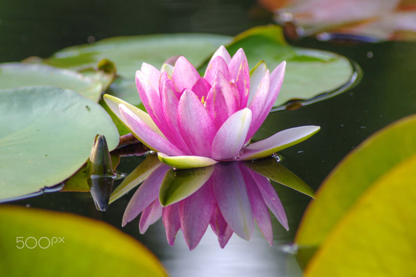 Tamron AF 70-300mm F4-5.6 Di LD Macro sample photo. Water lily photography