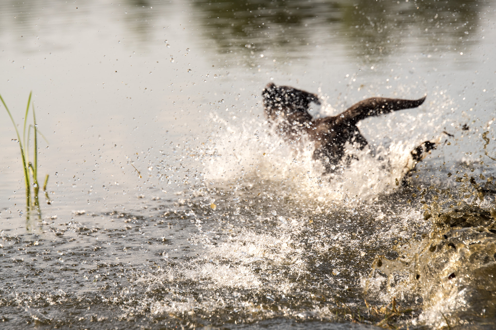 Sony ILCA-77M2 + Tamron SP 70-200mm F2.8 Di VC USD sample photo. Hanna loves water photography